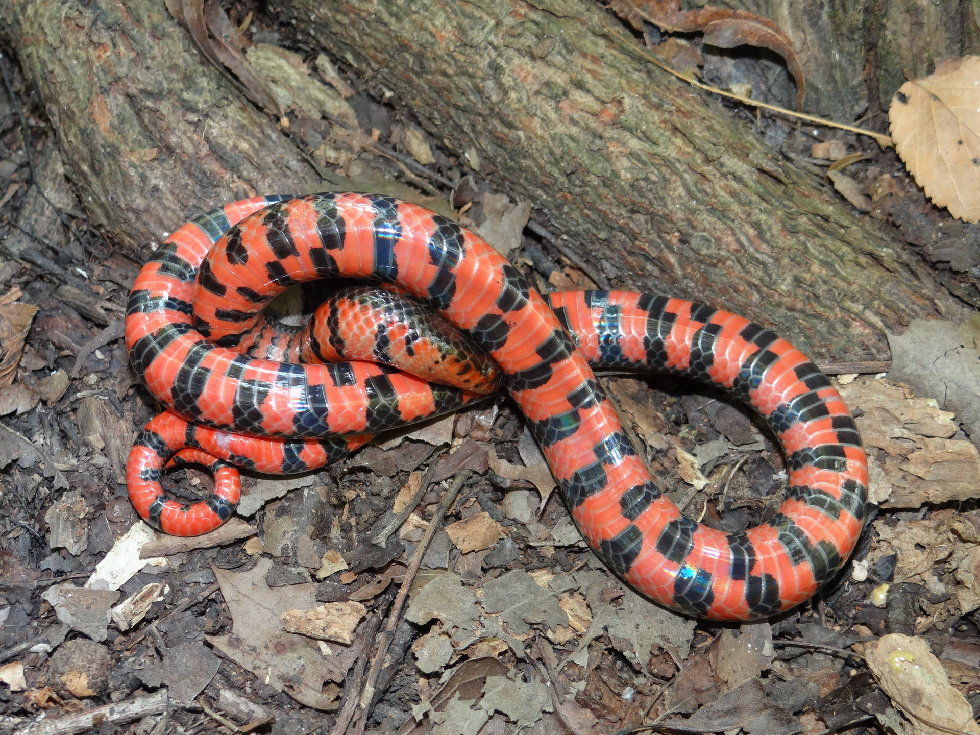 Caption: Vibrant Mud Snake Showcasing Its Patterned Scales Background