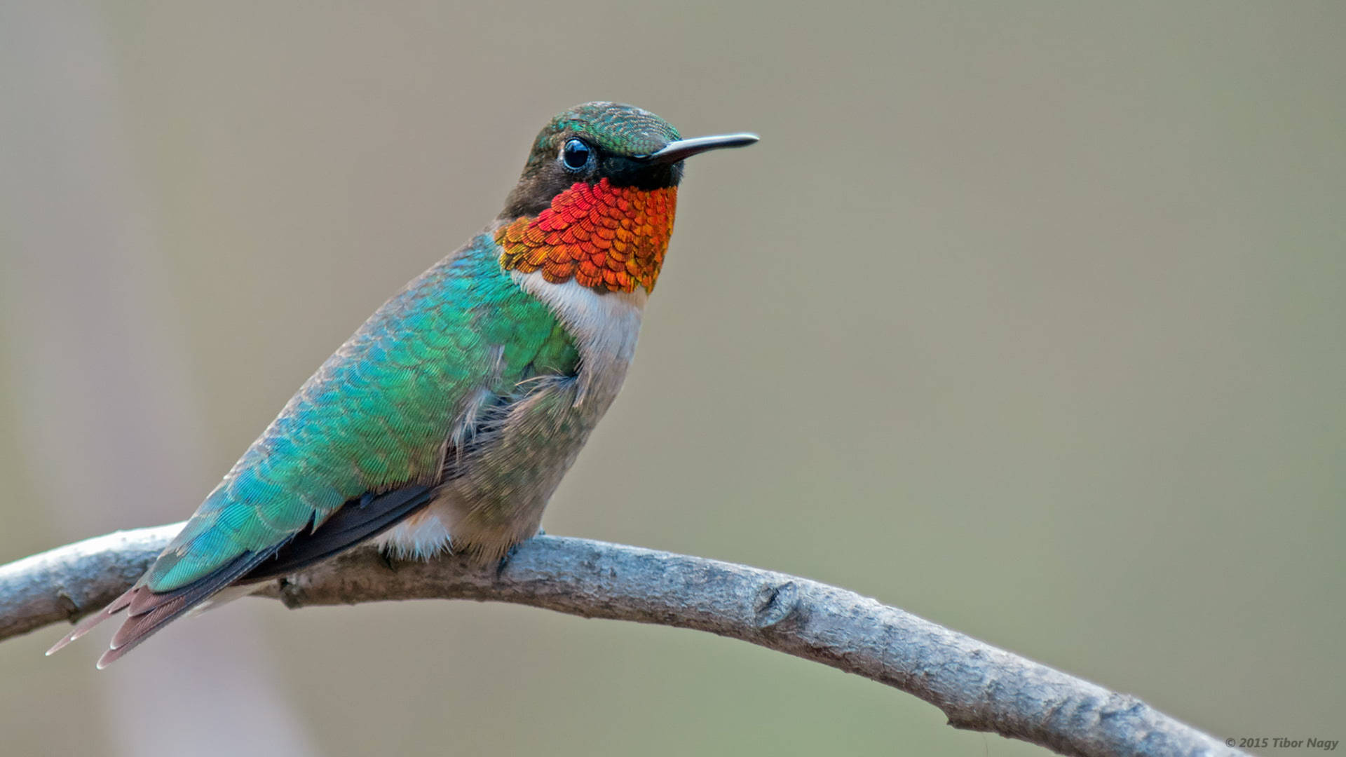 Caption: Vibrant Multicolored Hummingbird Perched On A Branch Background