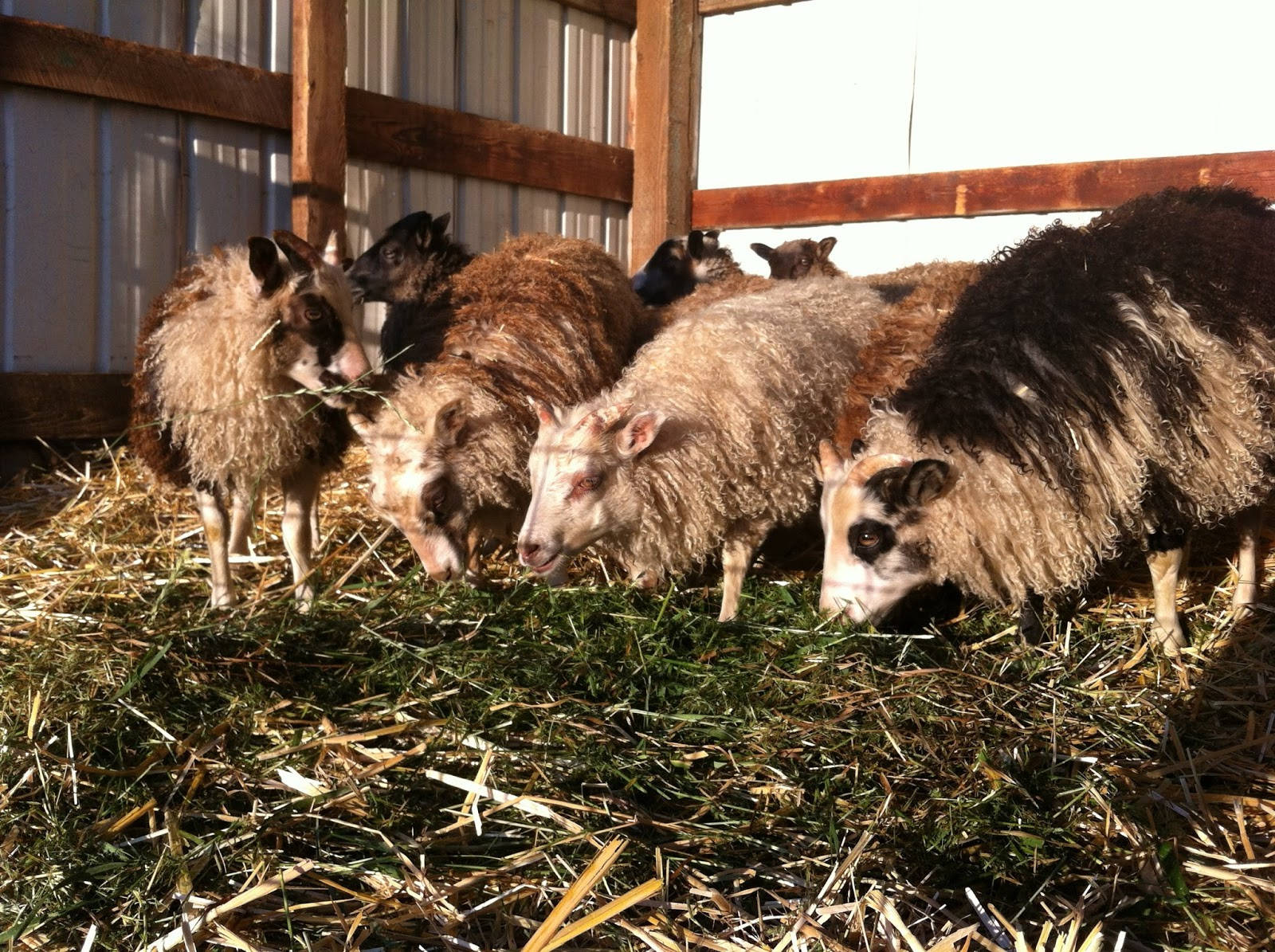 Caption: Vibrant Norwegian Sheep In A Pasture Background