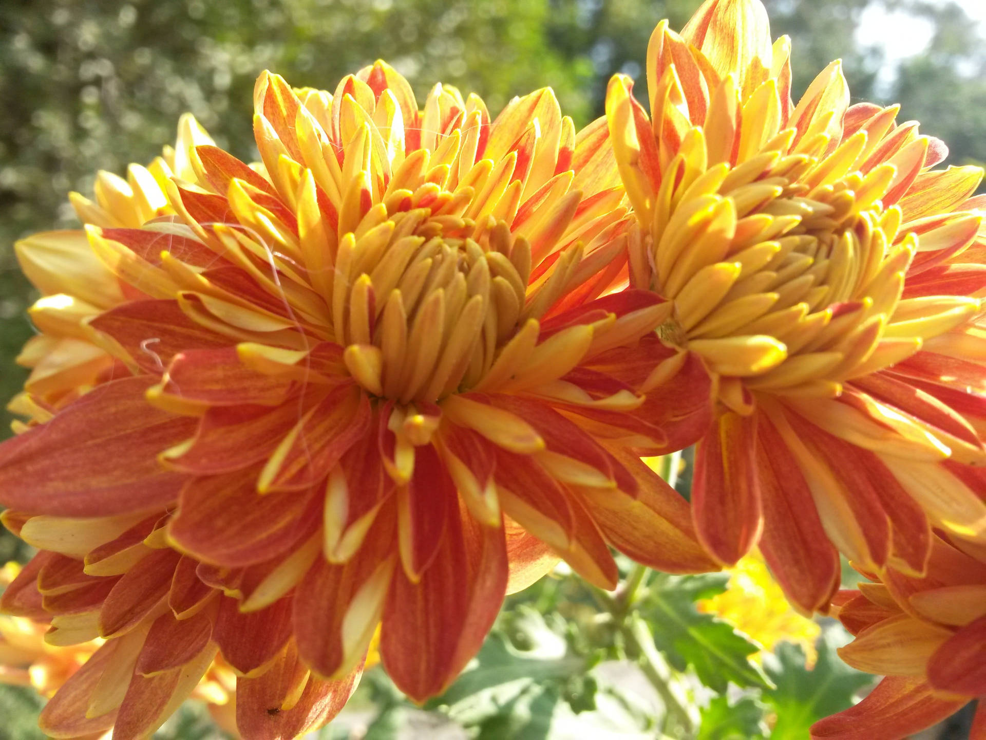 Caption: Vibrant Orange Chrysanthemums In Bloom Background