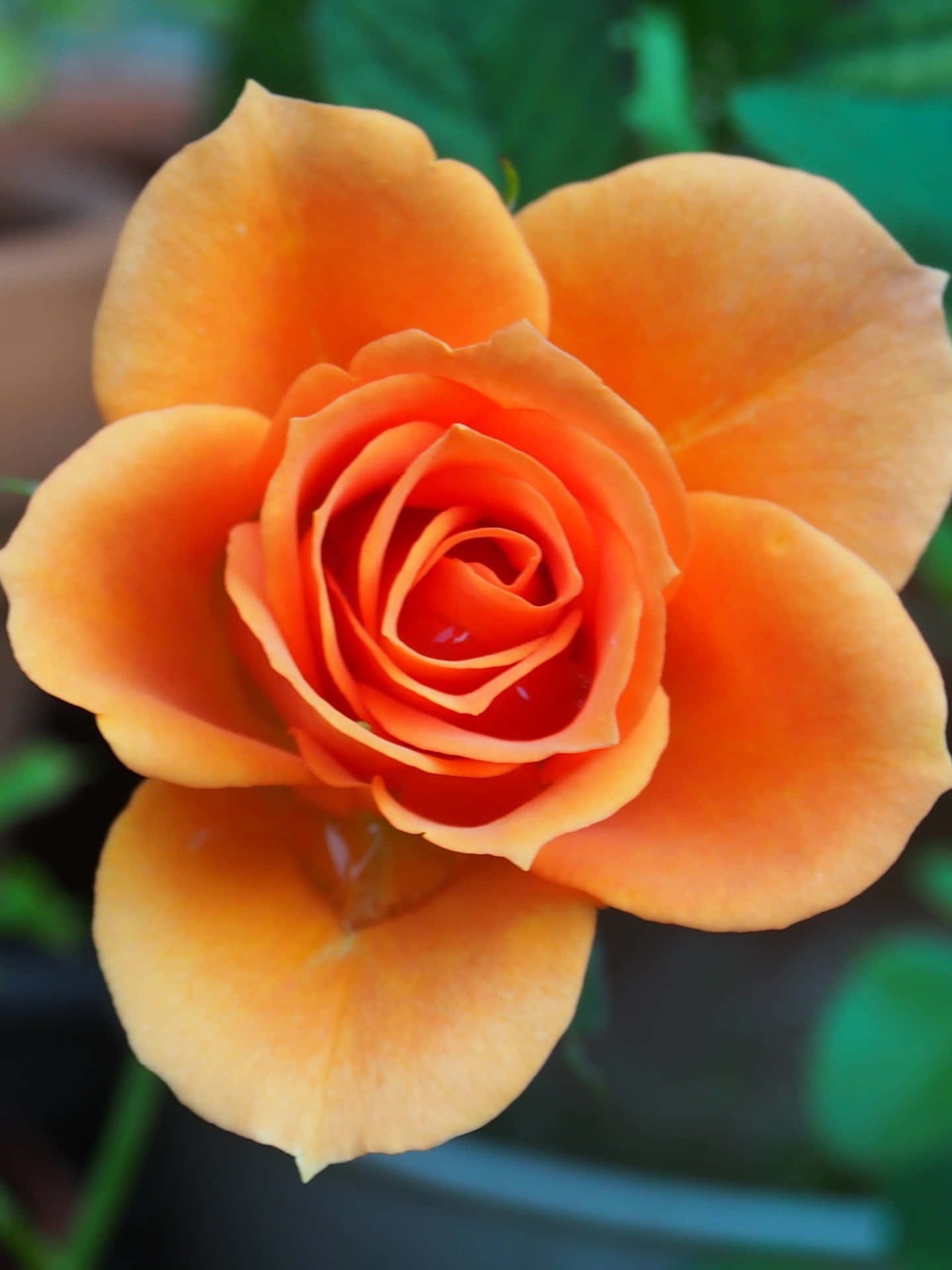 Caption: Vibrant Orange Garden Flower