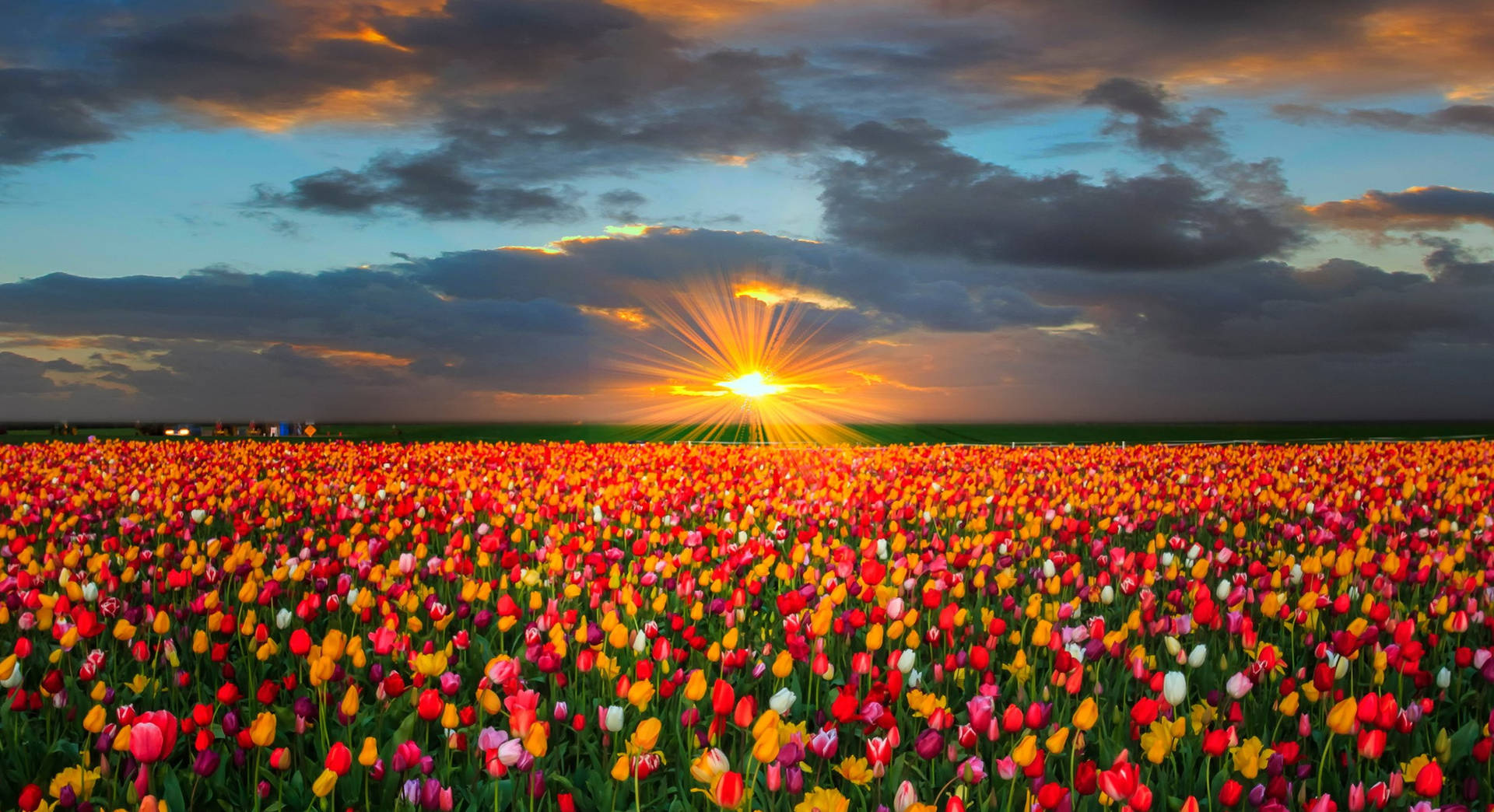 Caption: Vibrant Oregon Tulip Field Background