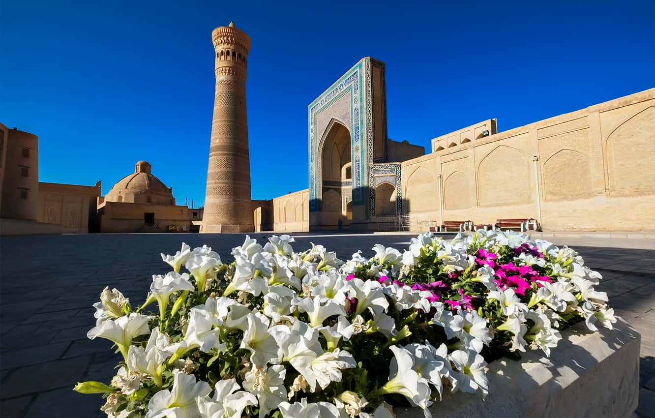 Caption: Vibrant Petunias Beautifying The Historic Mosques Of Bukhara