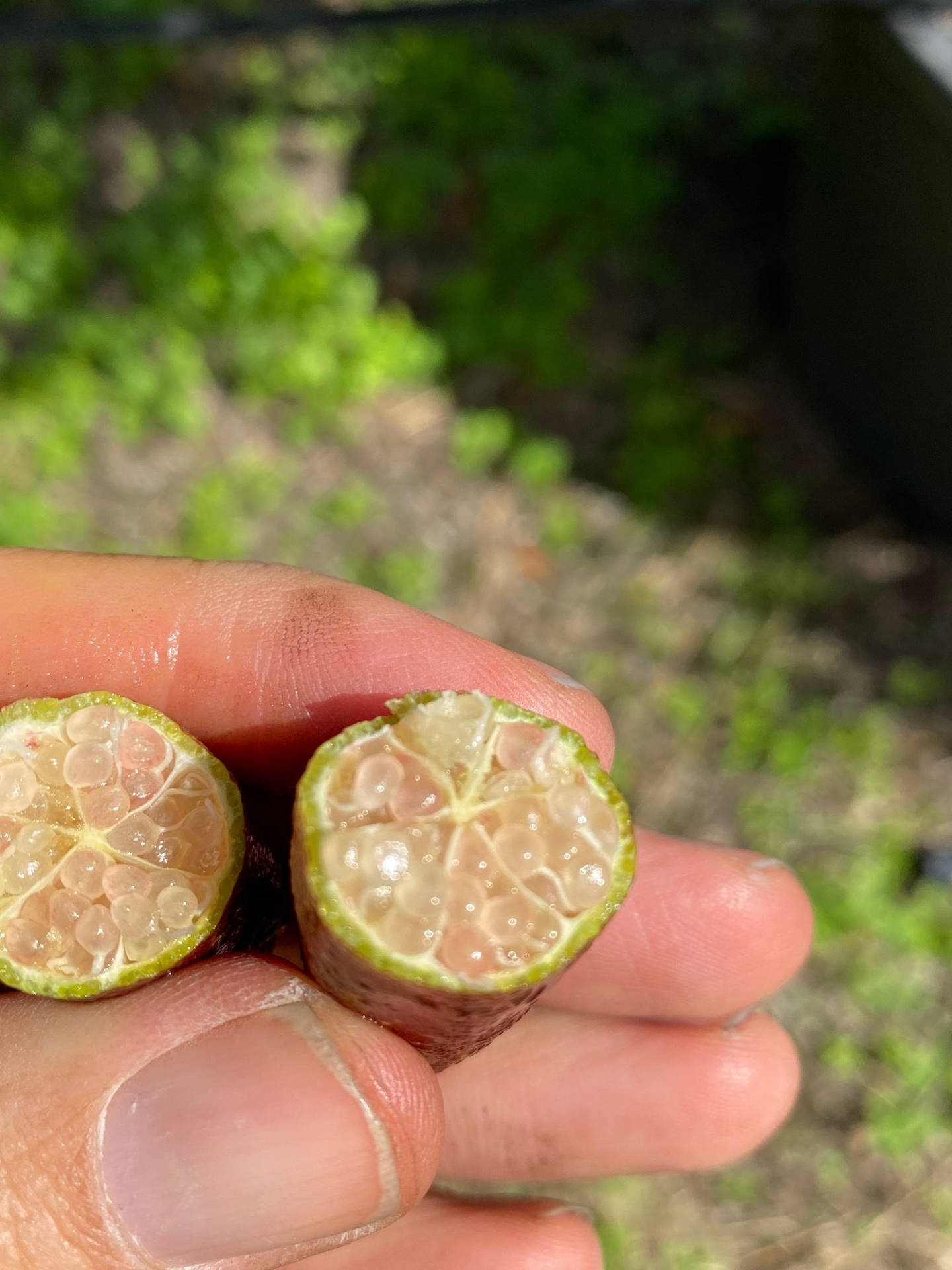 Caption: Vibrant Pink Finger Lime Background