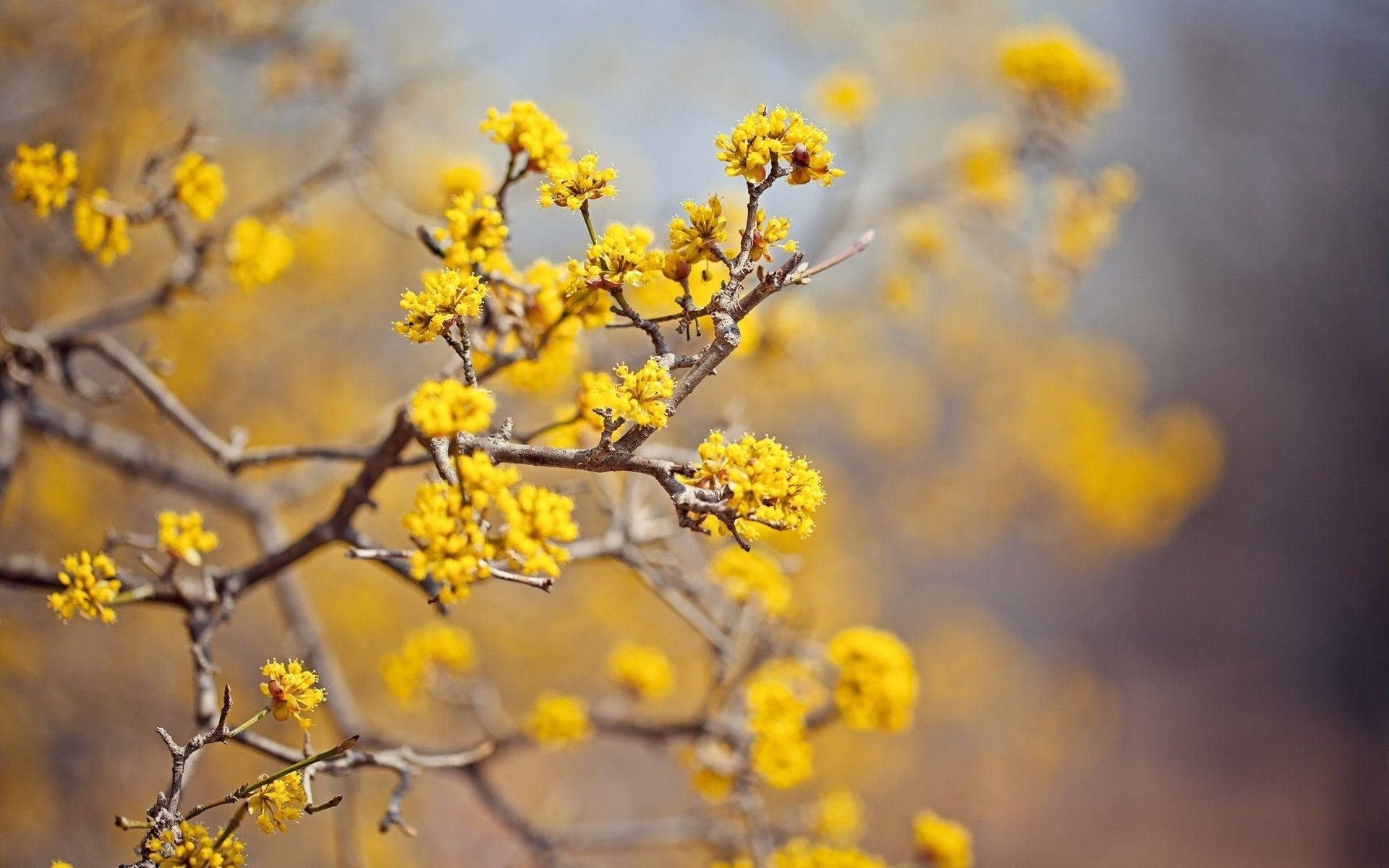 Caption: Vibrant Workspace - The Allure Of Yellow Aesthetic Computer Setup Background