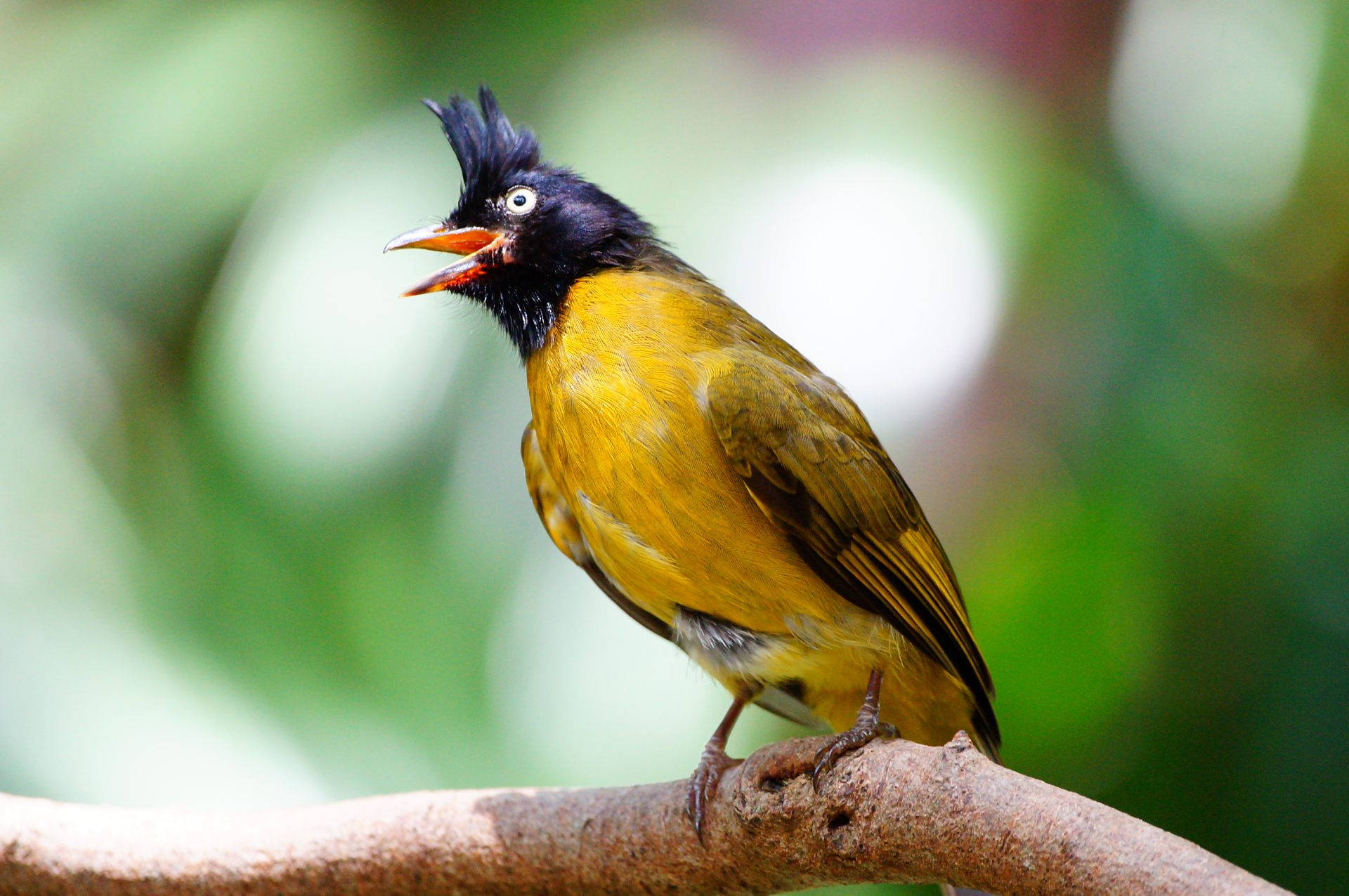 Caption: Vibrant Yellow Bird With Black Crest