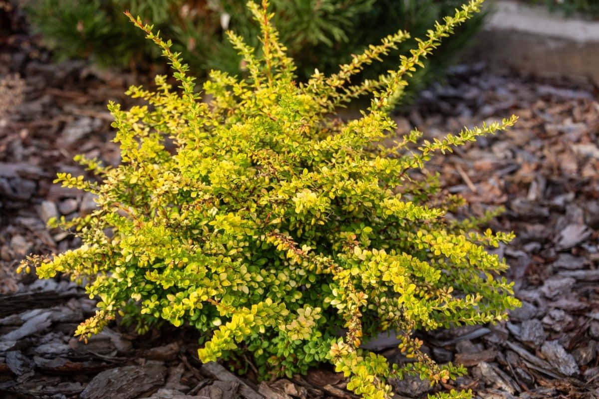 Caption: Vibrant Yellow Japanese Barberry Shrubs In A Blossom Bed Background