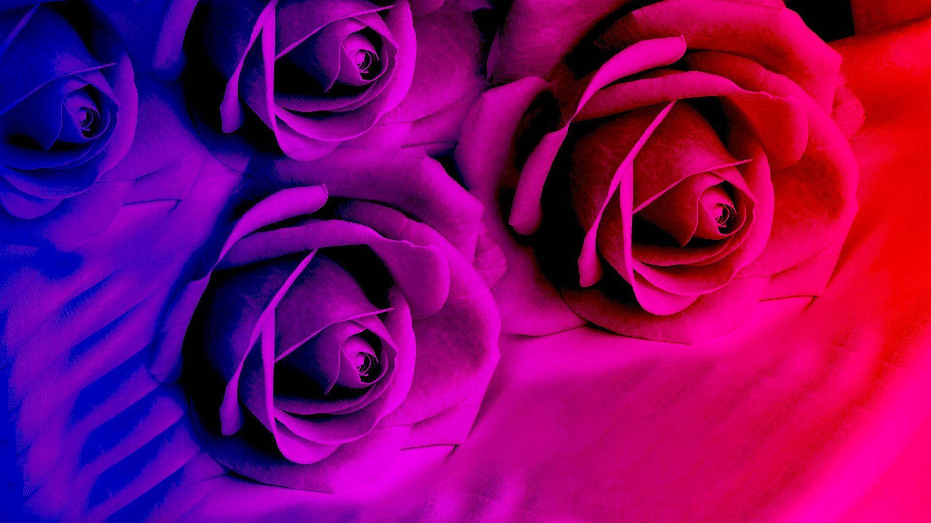 Caption: Vivid Neon Pink And Blue Roses In Bloom Background