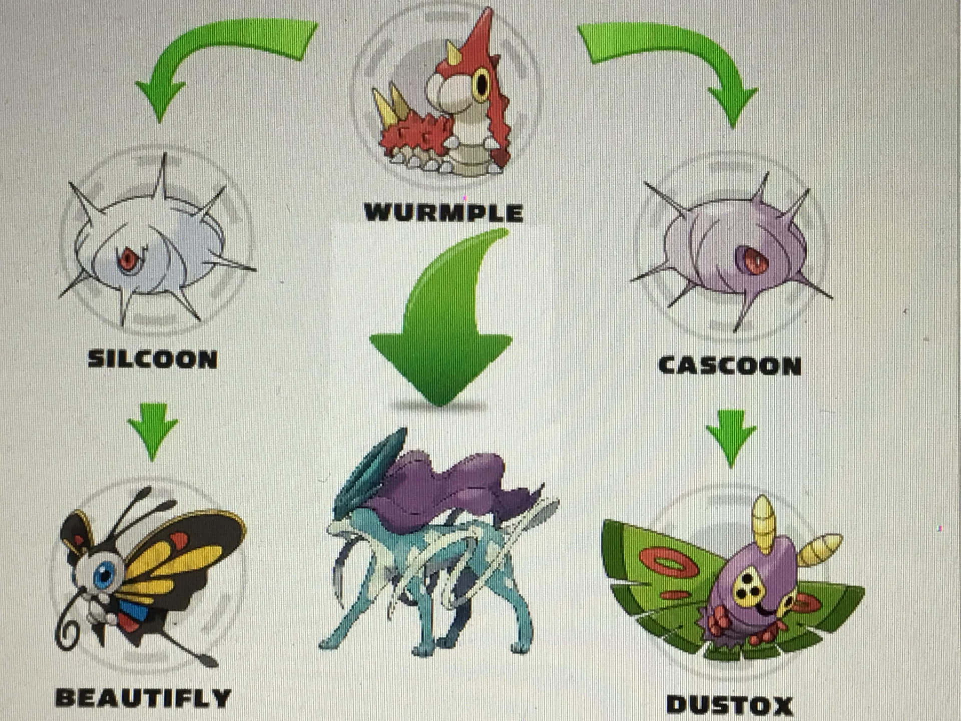Caption: Wurmple Evolving Into Silcoon - A Fascinating Pokémon Transformation Background