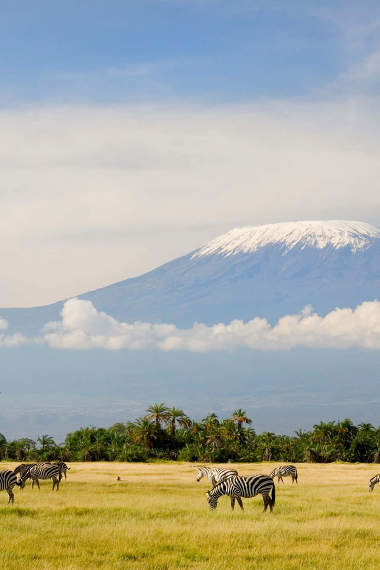 Caption: Zebras Grazing Against The Backdrop Of Mount Kilimanjaro Background