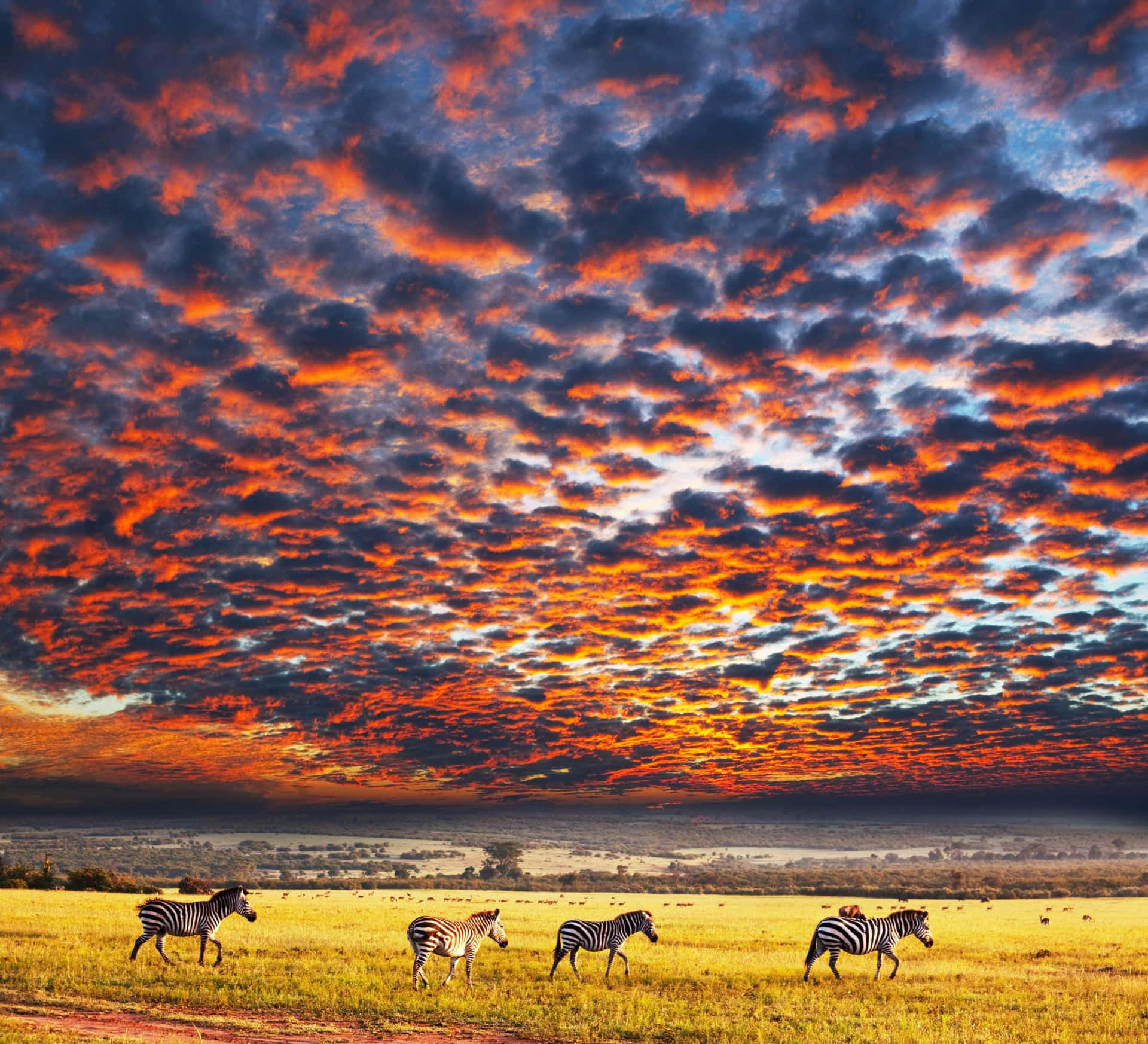 Caption: Zebras Grazing Under Majestic Orange Sky In Serengeti National Park Background