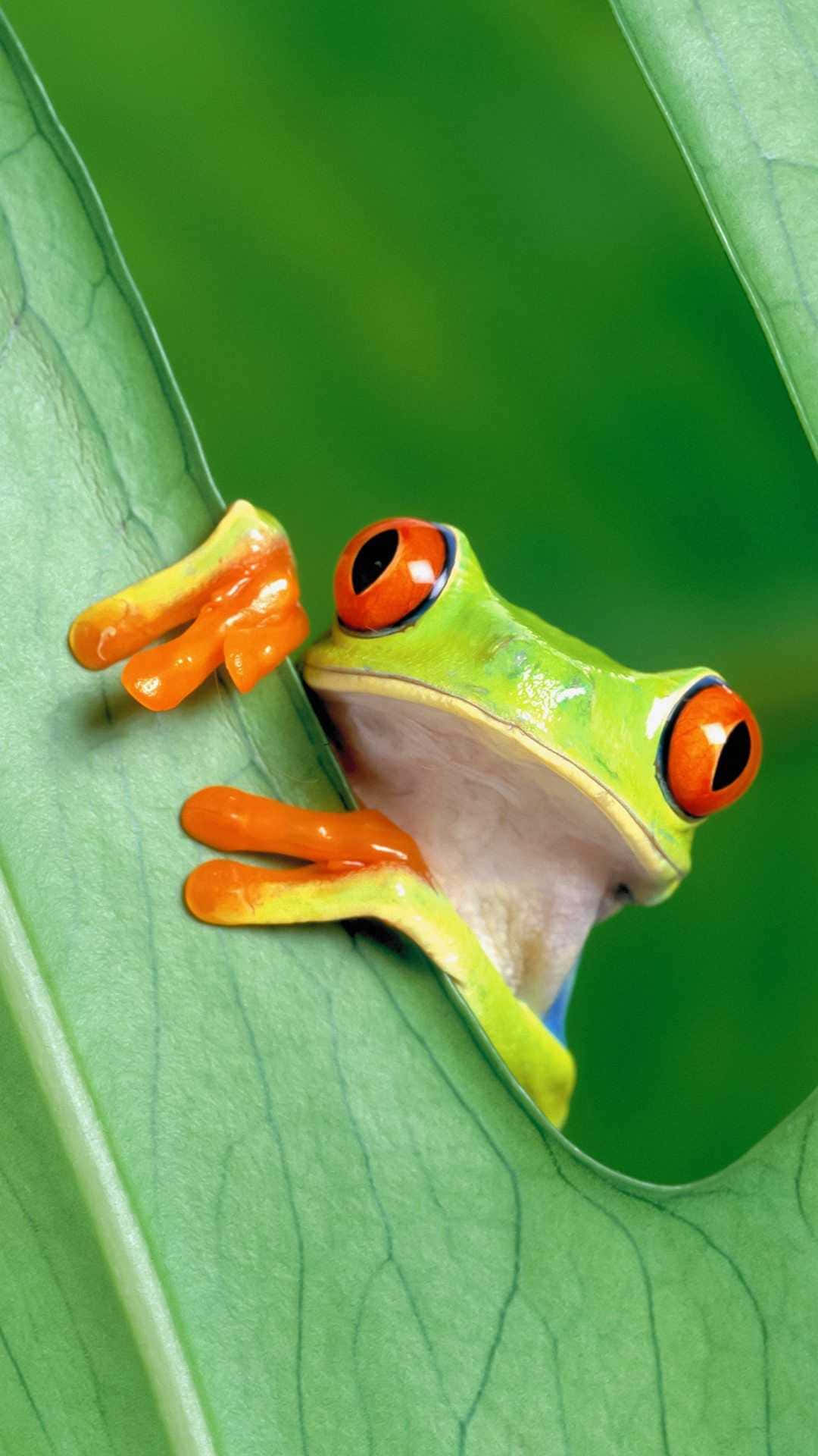 Captivating Aesthetic Frog Wallpaper Background