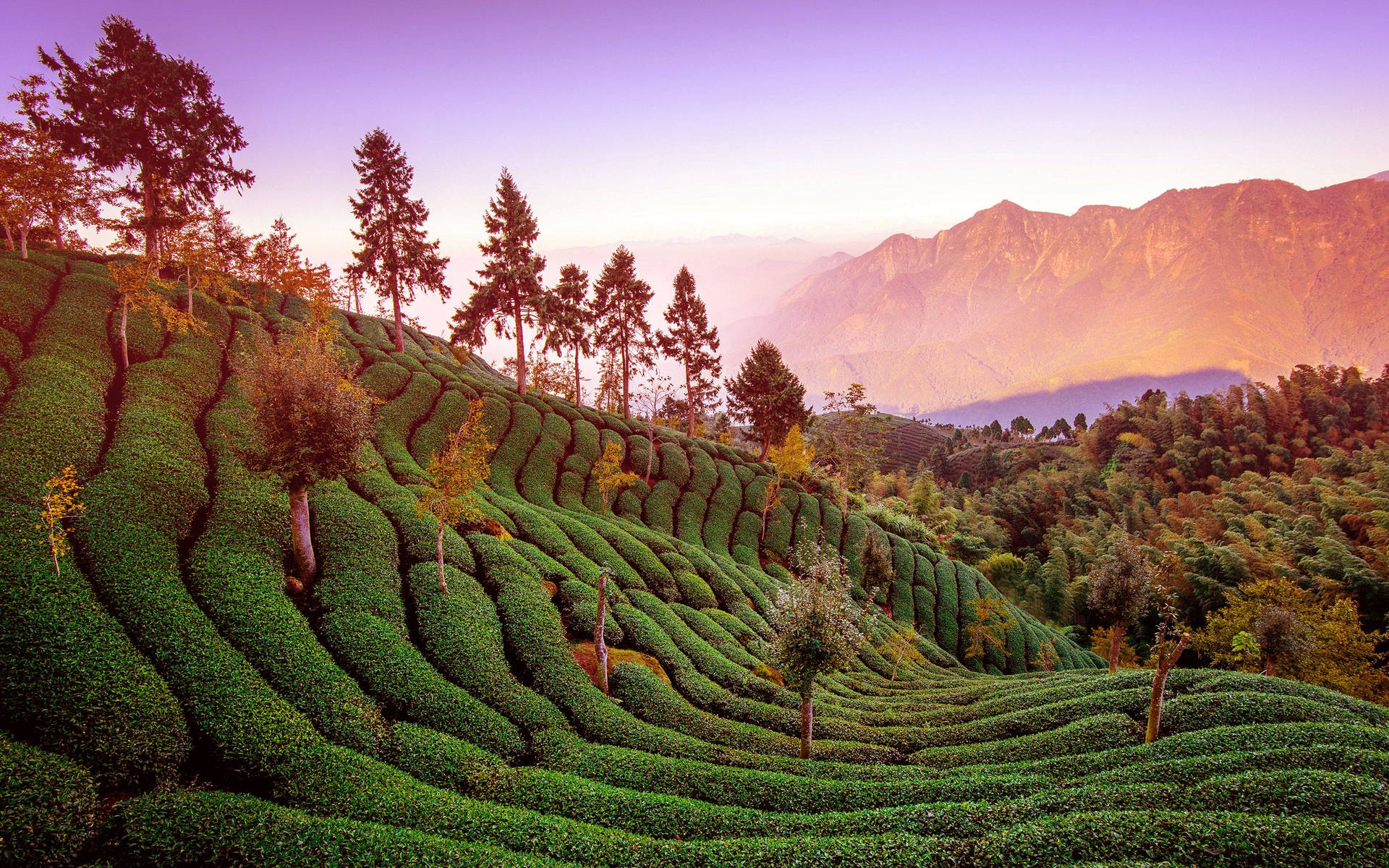 Captivating Aesthetics Of Pinglin Tea Garden Background