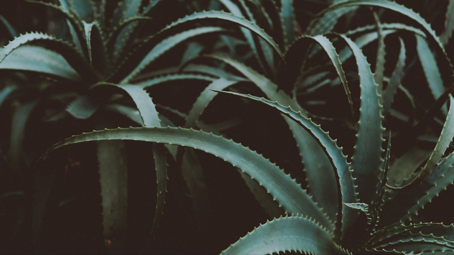 Captivating Aloe Vera Plant In 4k Quality Background