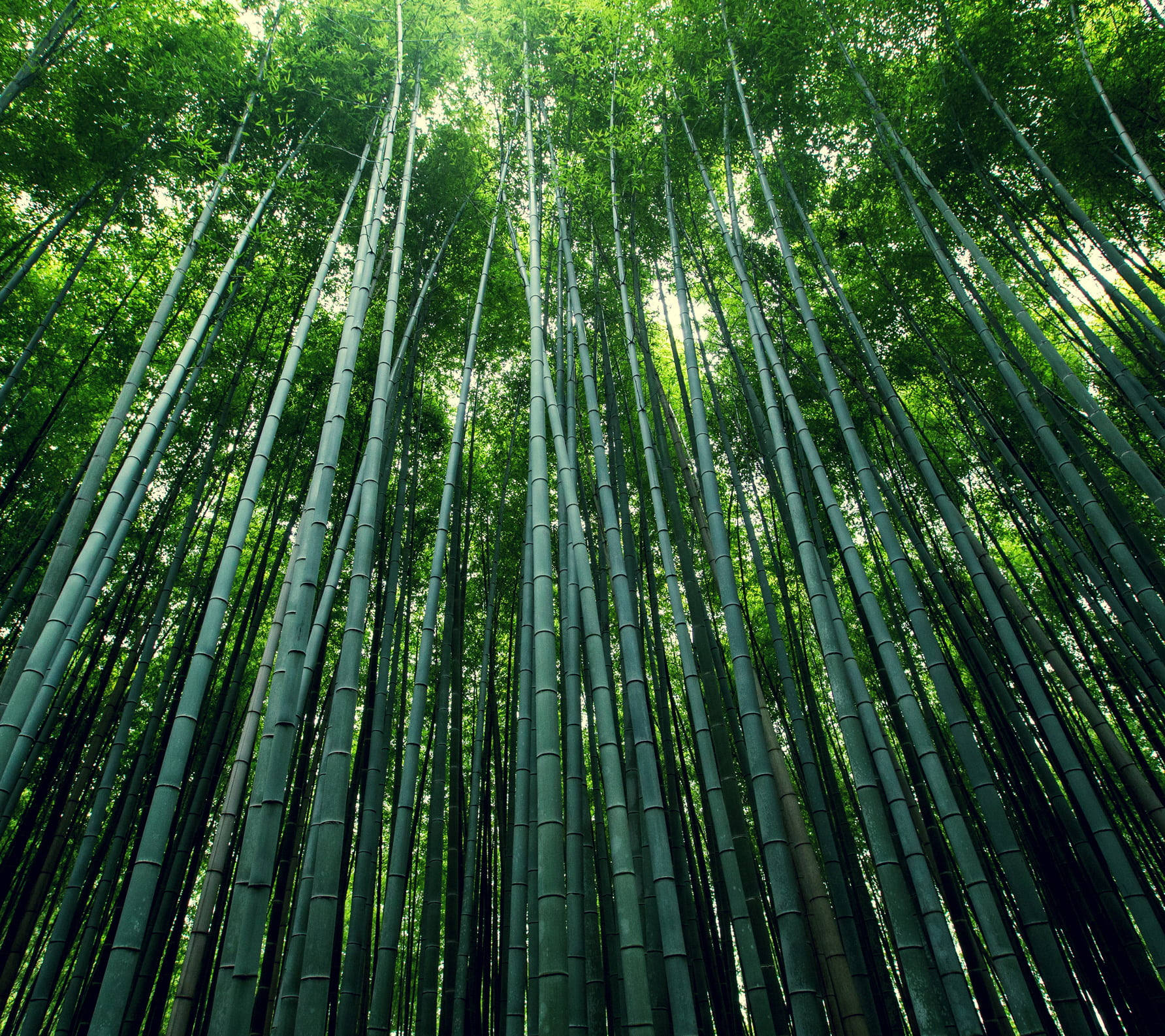 Captivating And Serene Bamboo Forest Iphone Wallpaper