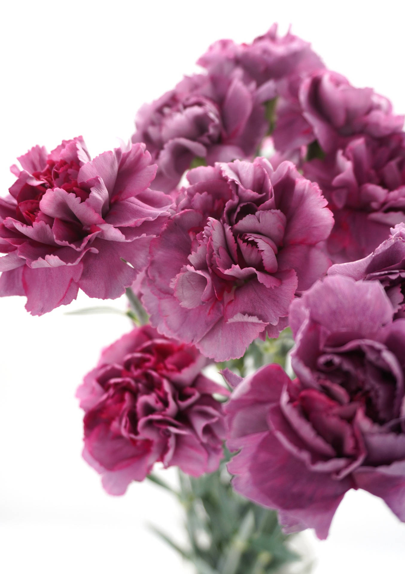 Captivating Array Of Antique Carnations