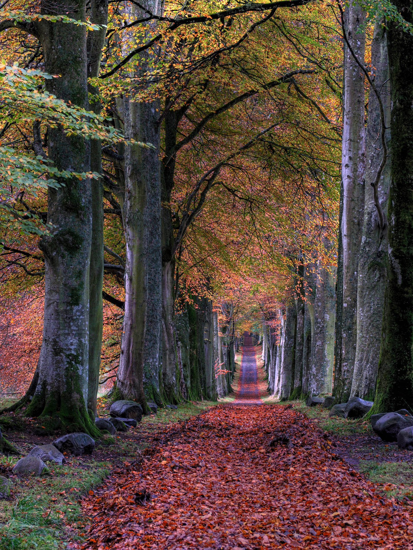Captivating Autumn Forrest Path Background