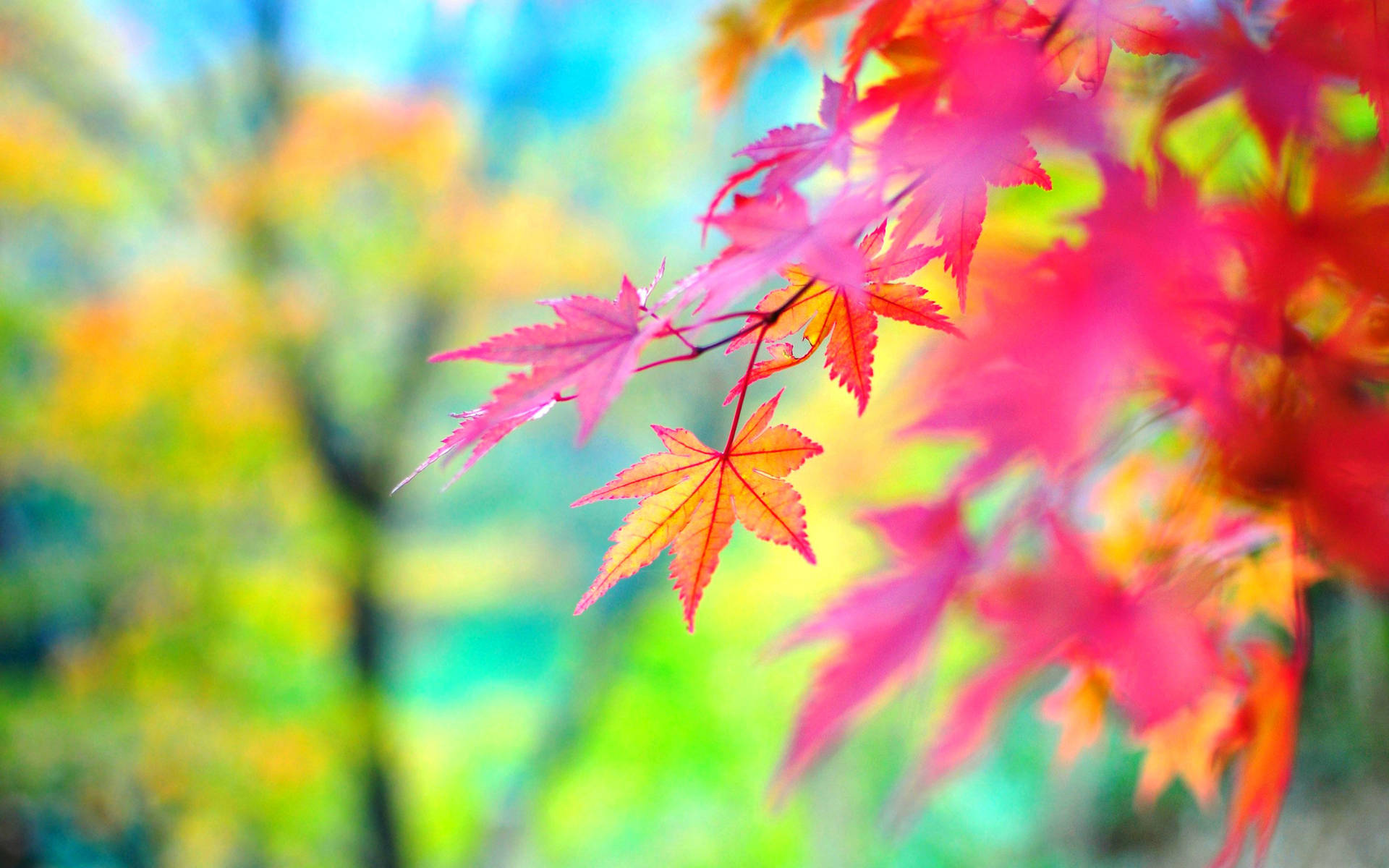 Captivating Autumn Scenery With Pink Leaves Background