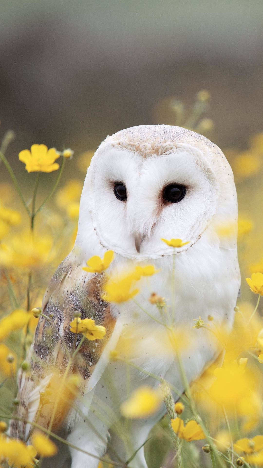 Captivating Baby Owl Background