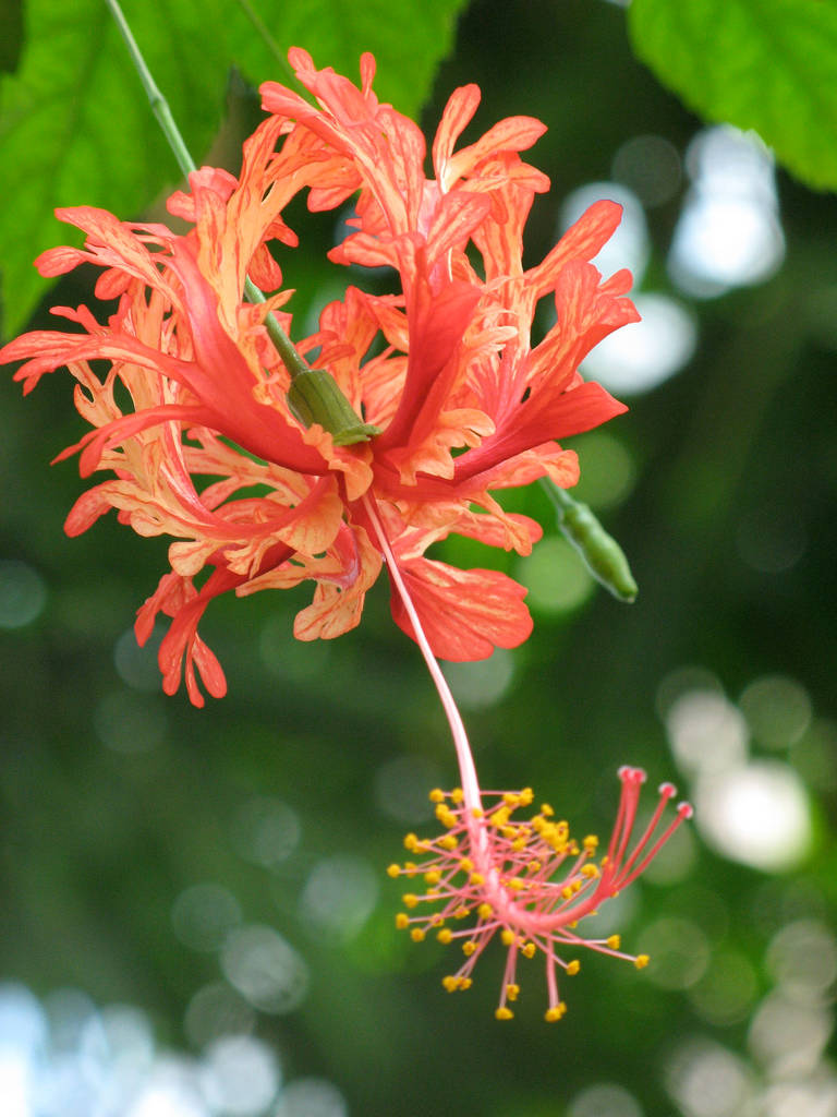 Captivating Beauty Of A Coral Hibiscus Flower