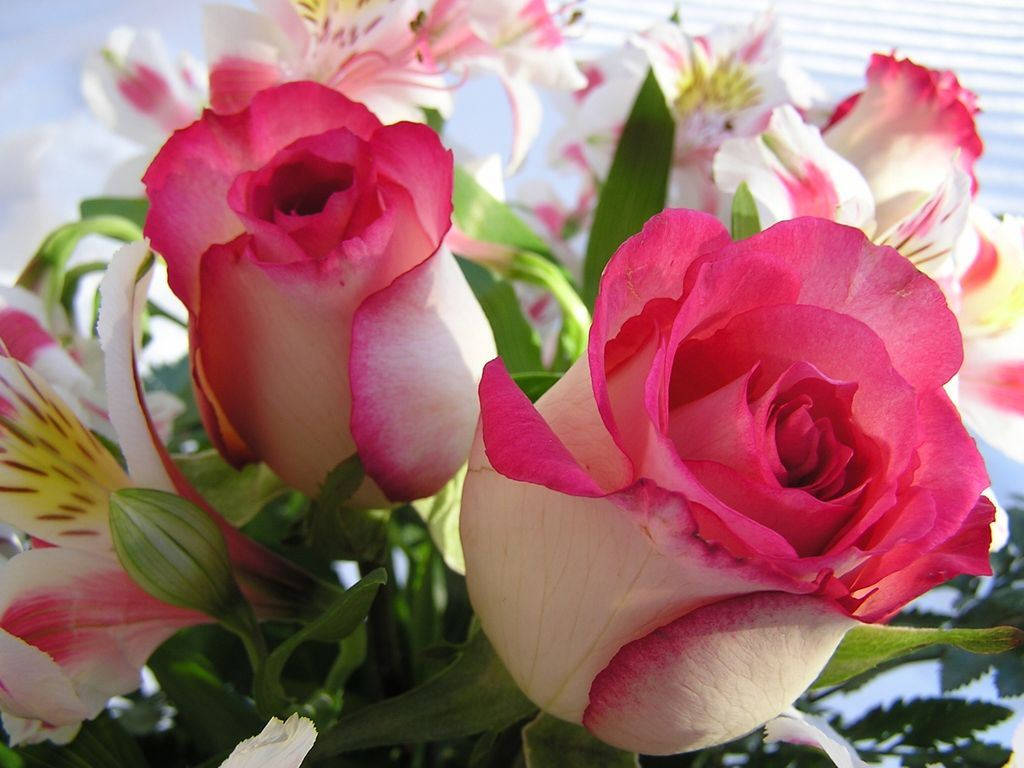 Captivating Beauty Of A Pink Rose