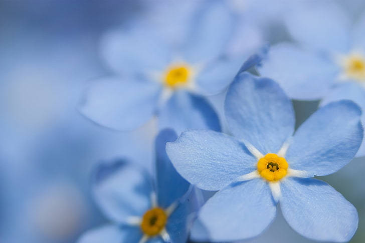 Captivating Beauty Of Forget Me Not Flowers Background