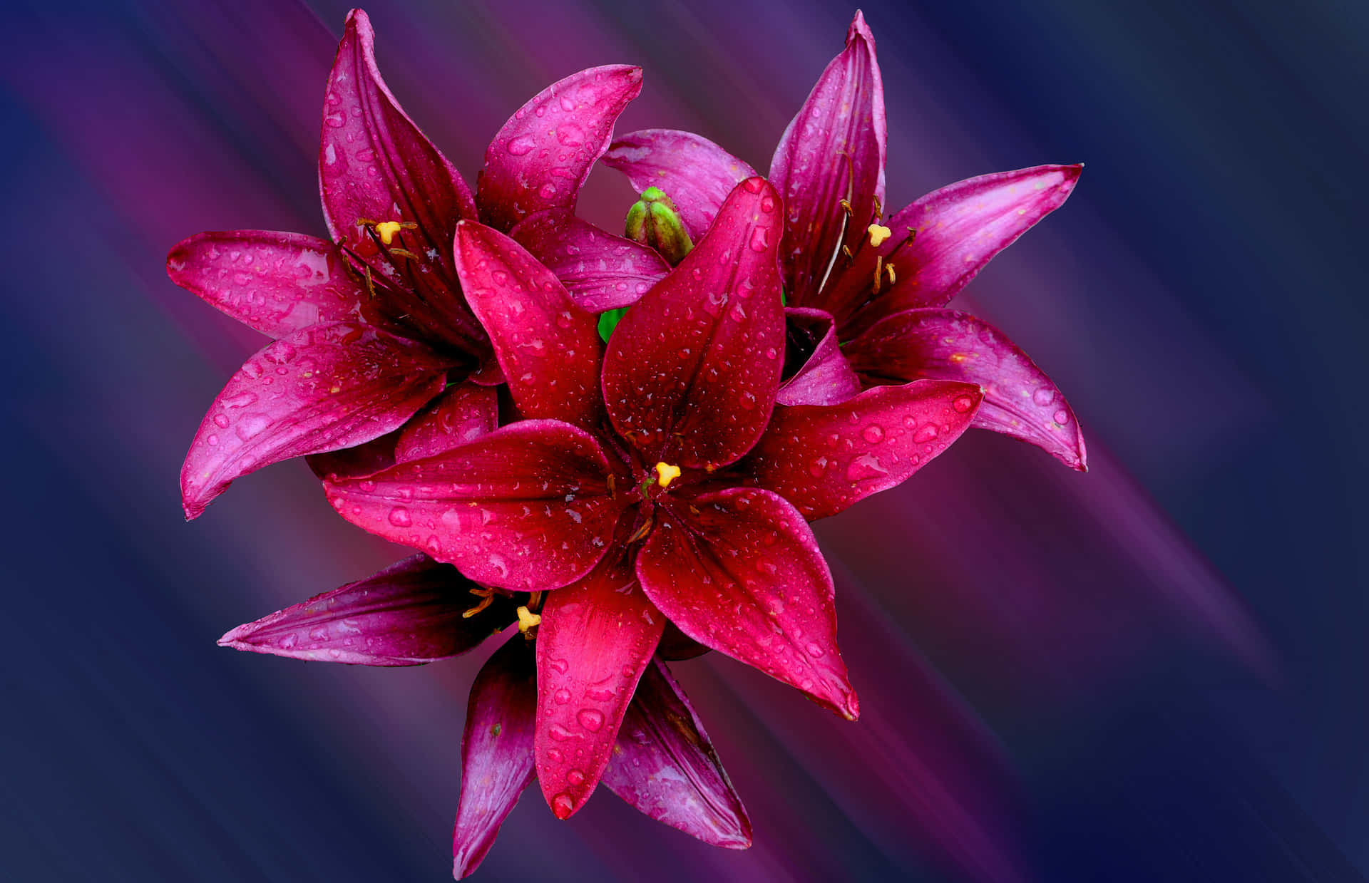 Captivating Beauty Of Red Lily Flowers Background