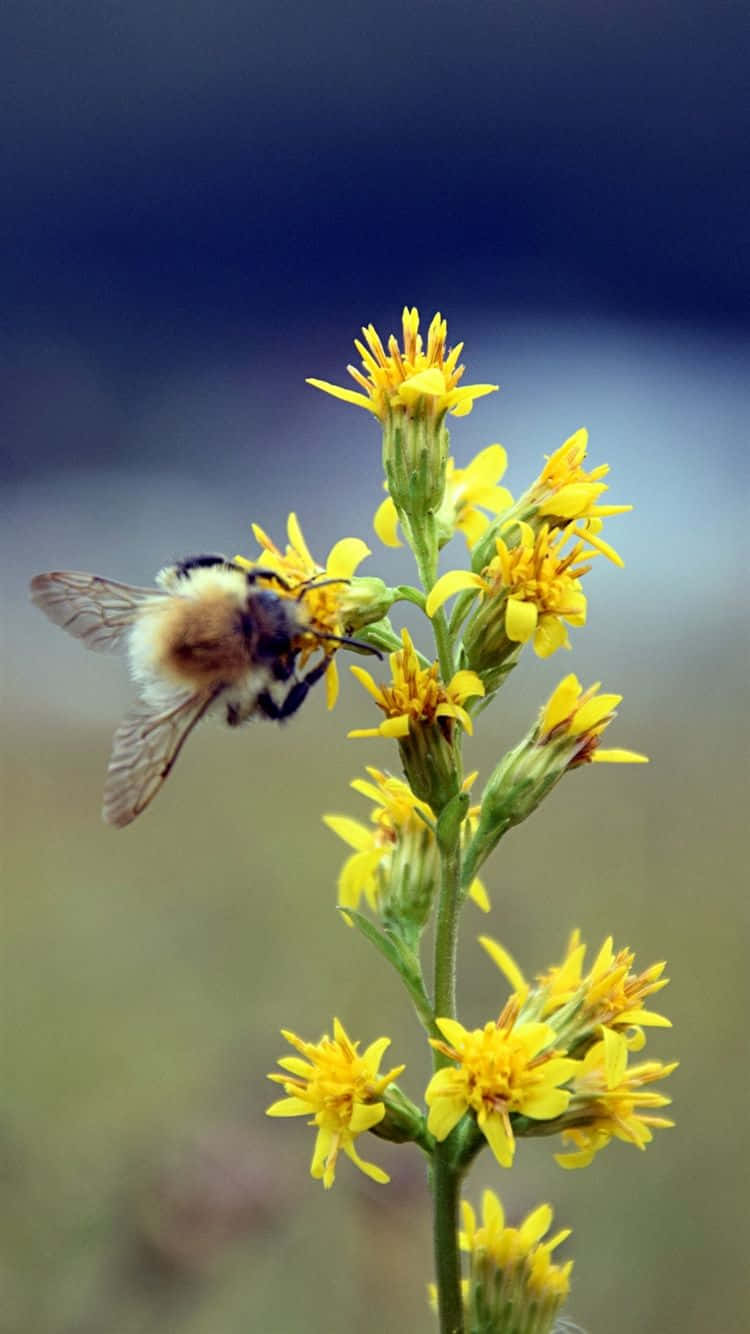 Captivating Bee On Blossom Iphone Wallpaper Background