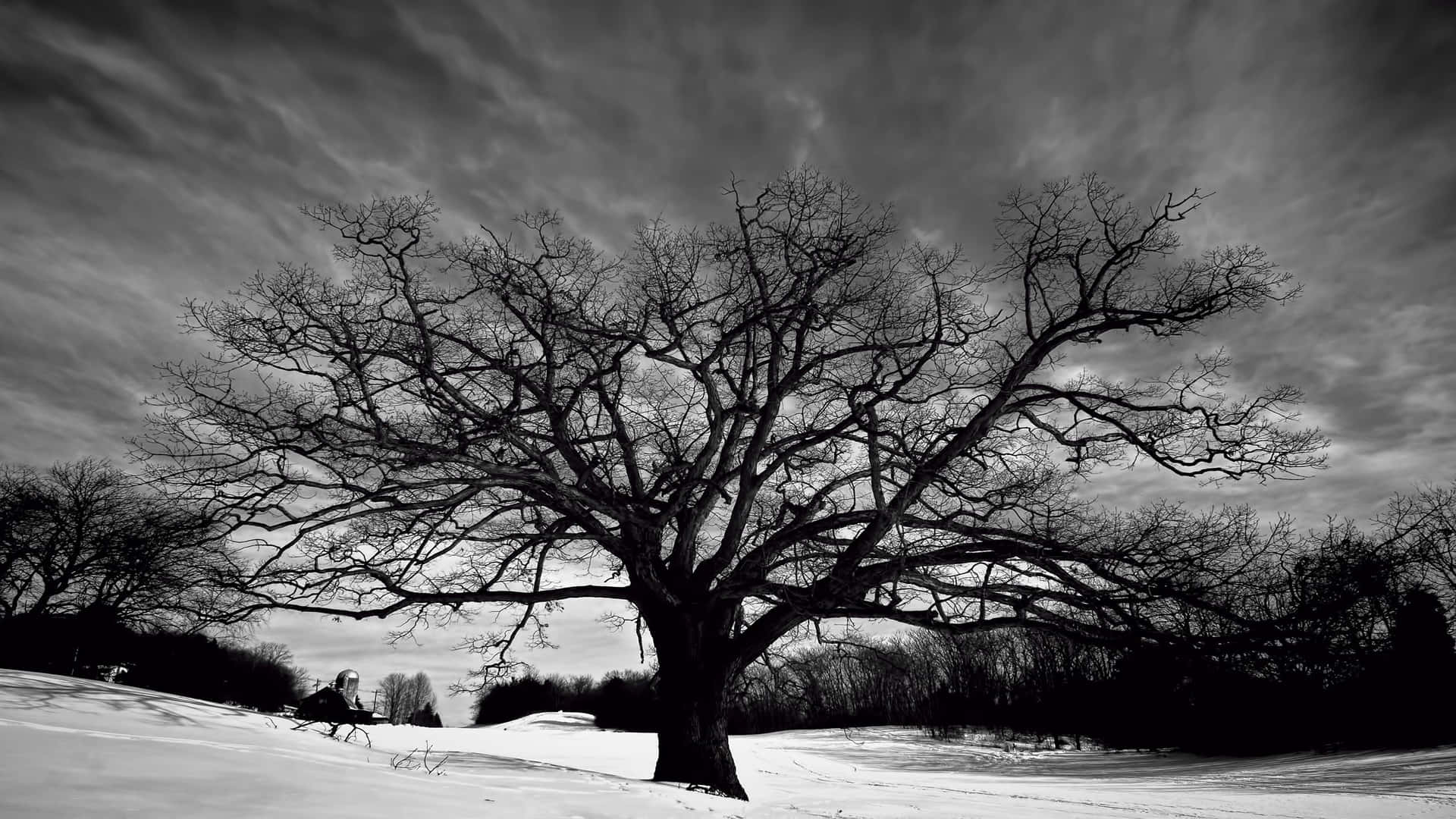 Captivating Black And White Tree Silhouette Background
