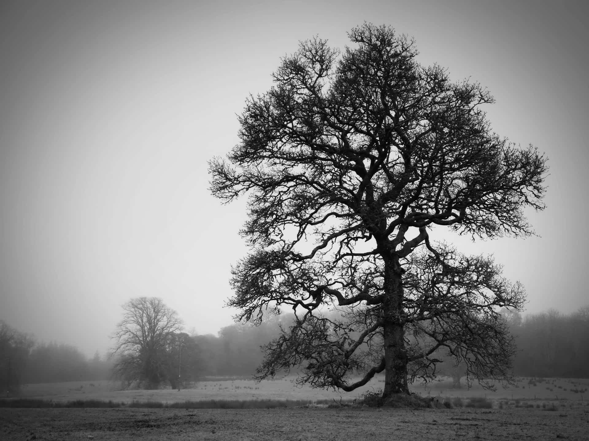 Captivating Black And White Tree Standing Tall Amidst The Tranquil Landscape Background