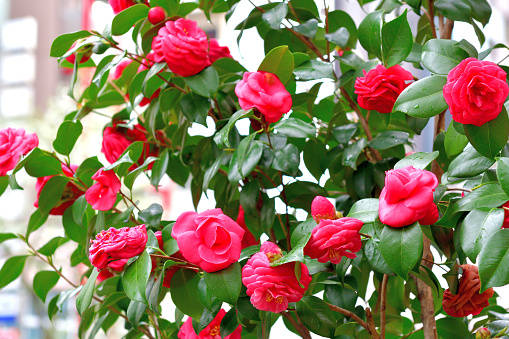 Captivating Bloom Of Camellia Sasanqua Background