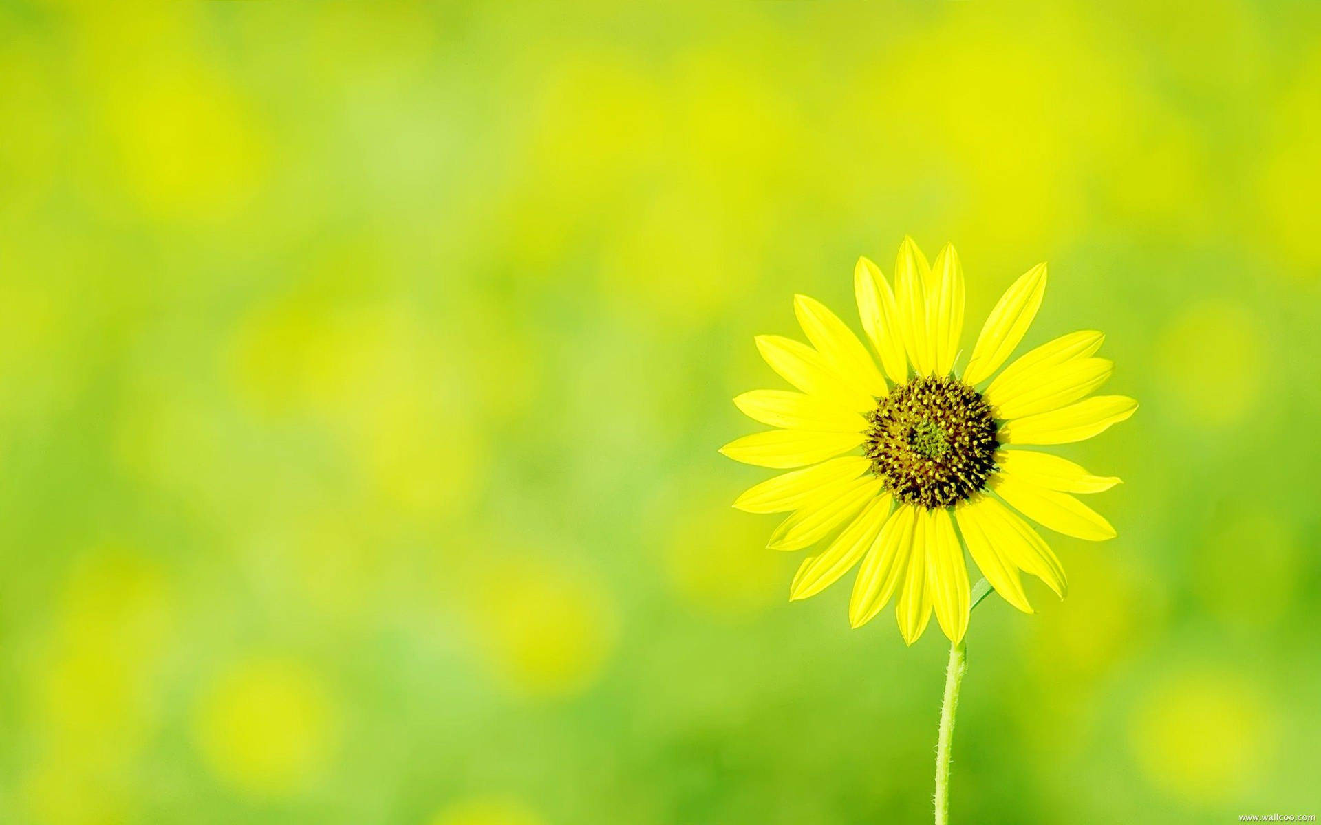 Captivating Blossom: Stunning High Definition Image Of A Flower Background