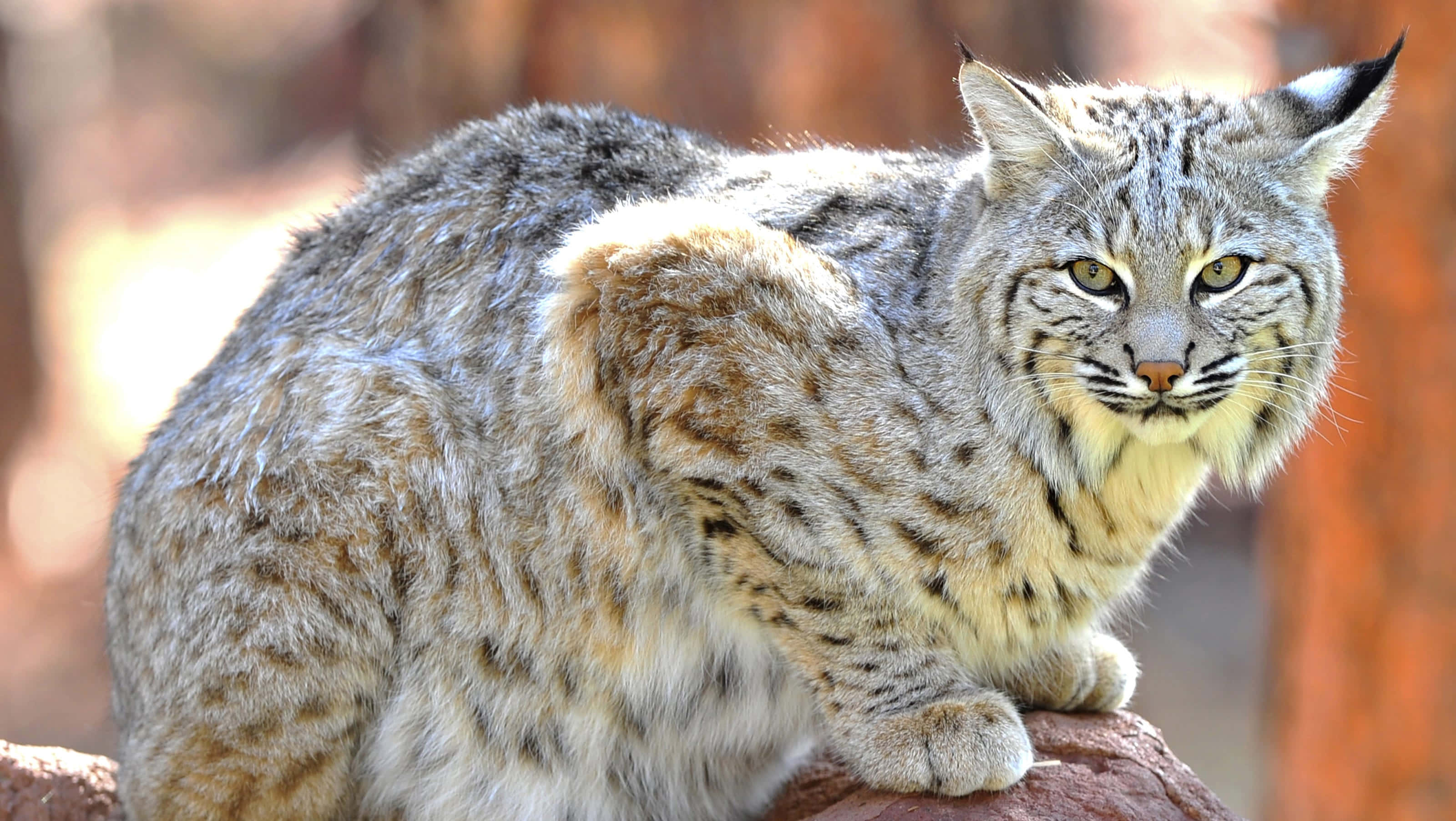Captivating Bobcat In Natural Habitat