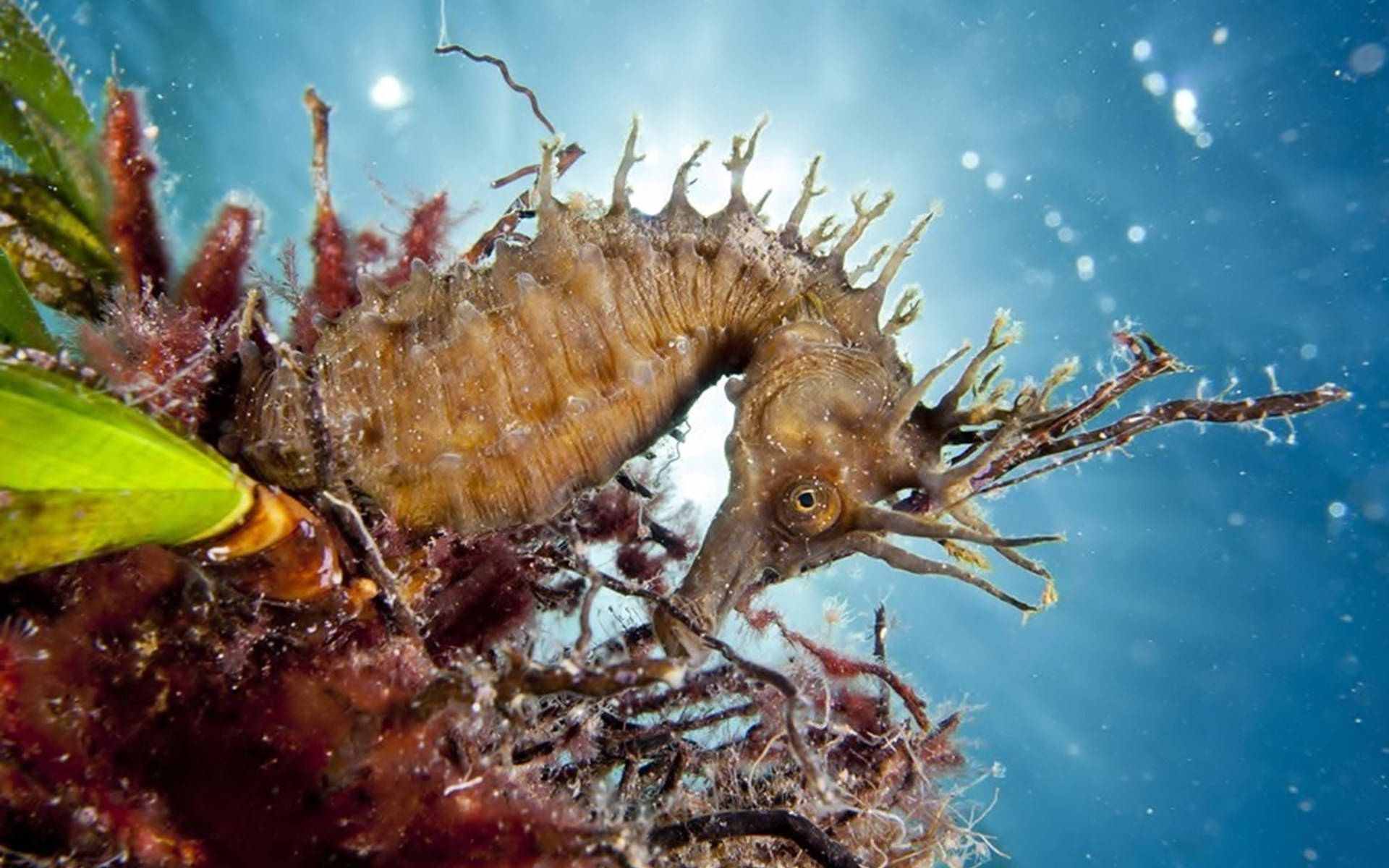 Captivating Brown Seahorse Background