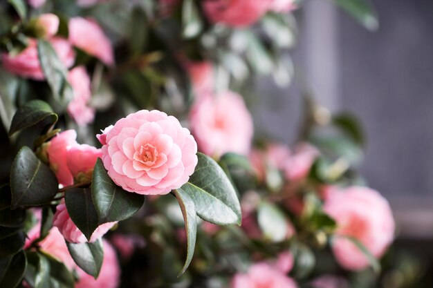 Captivating Camellia Sasanqua In Full Bloom