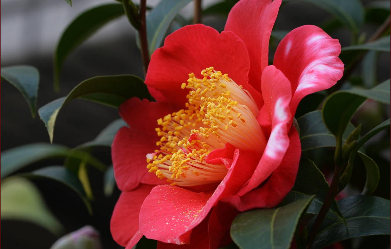 Captivating Camellia Sasanqua In Full Blossom