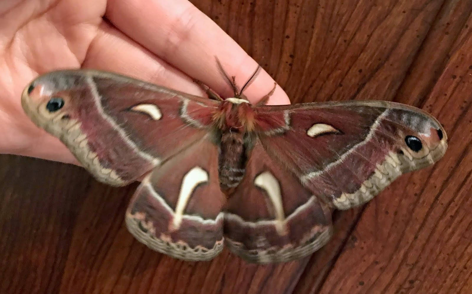 Captivating Cecropia Silkmoth On Mountains Background