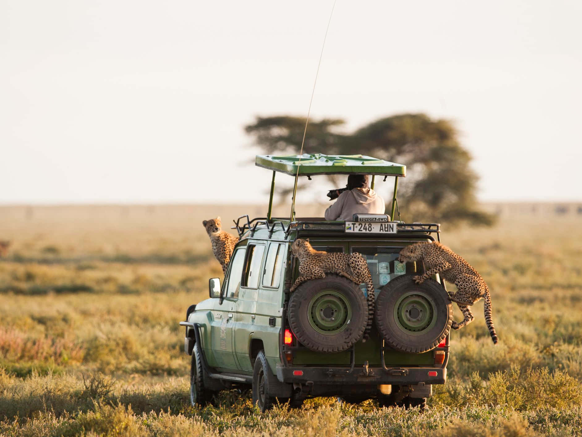 Captivating Cheetahs At Serengeti National Park Background