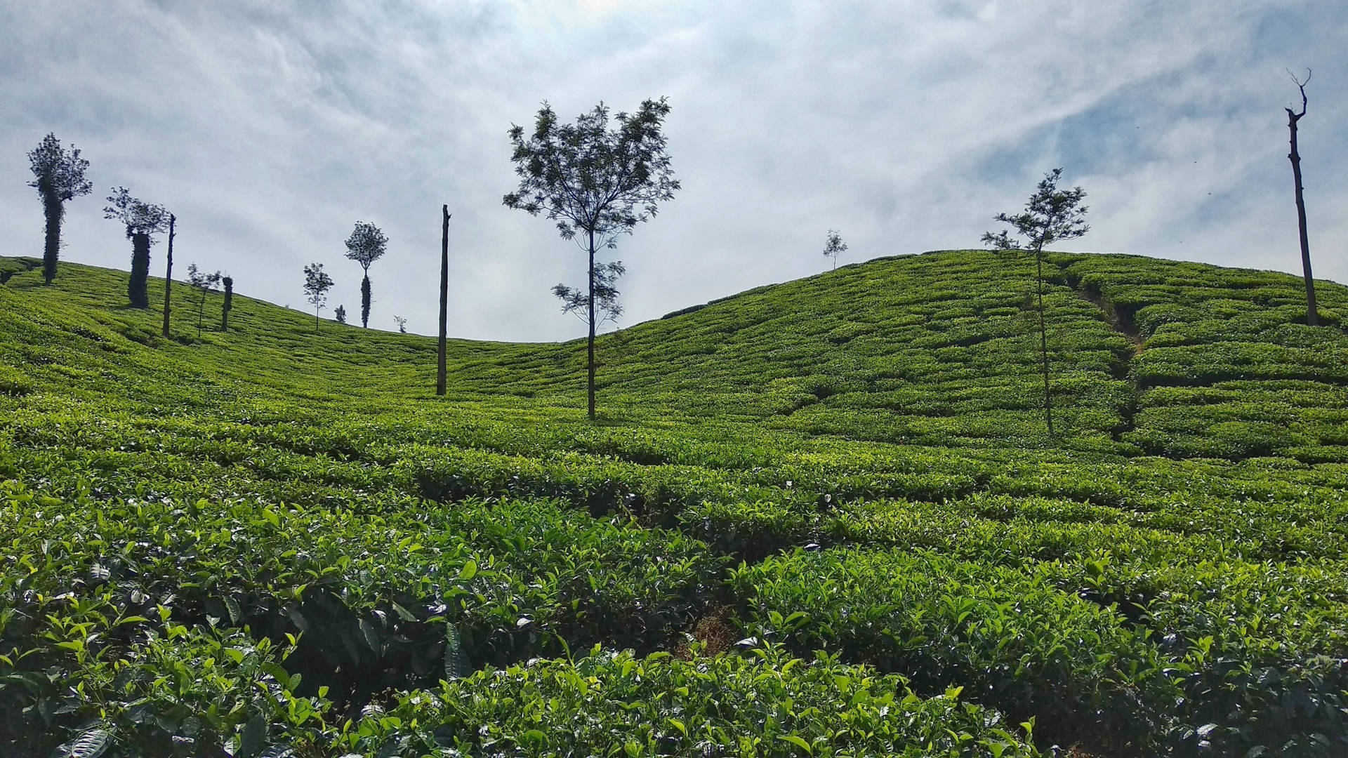 Captivating Chikmagalur Tea Garden Background