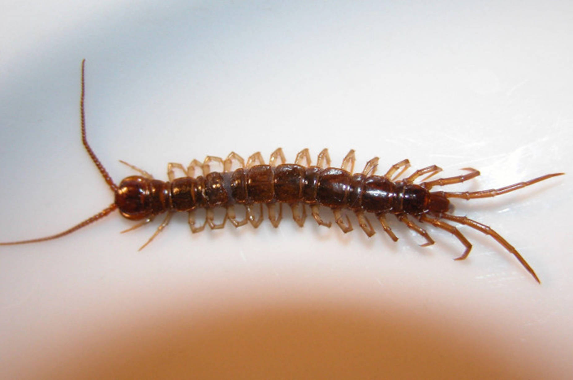 Captivating Close-up Of A Brown Centipede Background