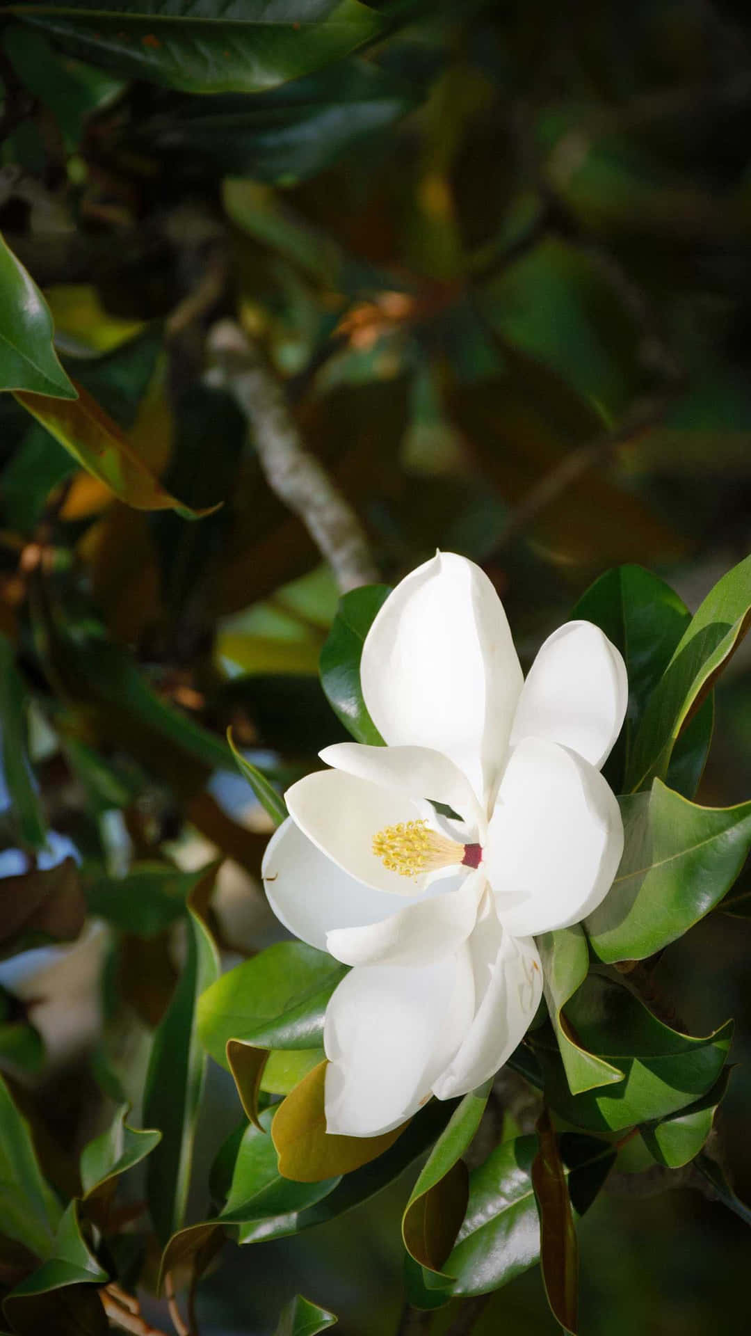 Captivating Close-up Of A Southern Magnolia Flower