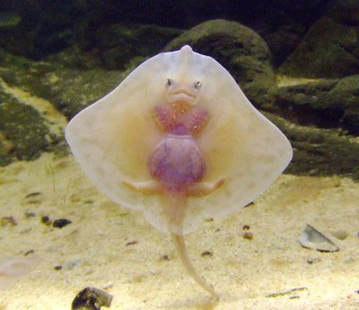 Captivating Close-up Of Graceful Stingray Background