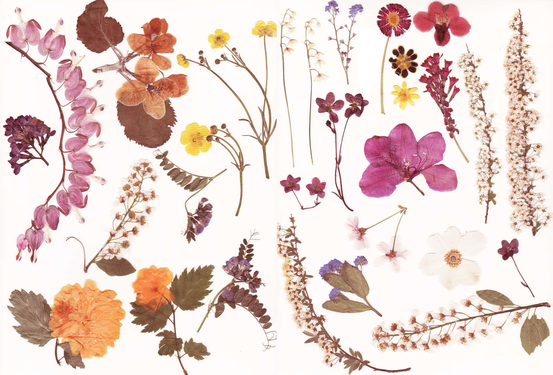Captivating Collection Of Dried Flowers