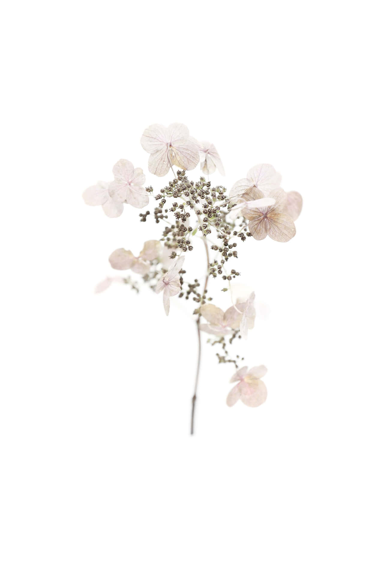 Captivating Collection Of Dried Flowers Background