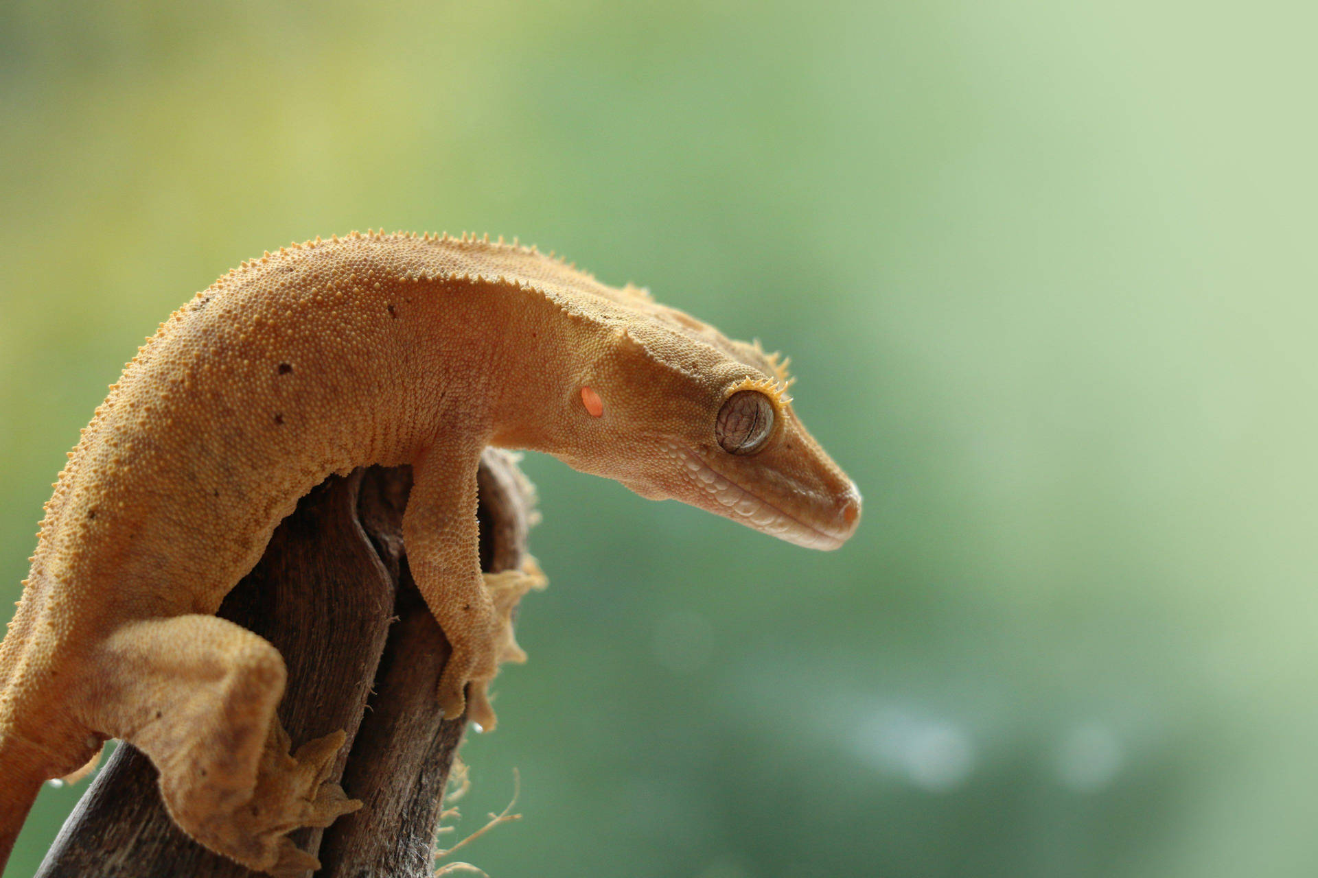 Captivating Crested Gecko
