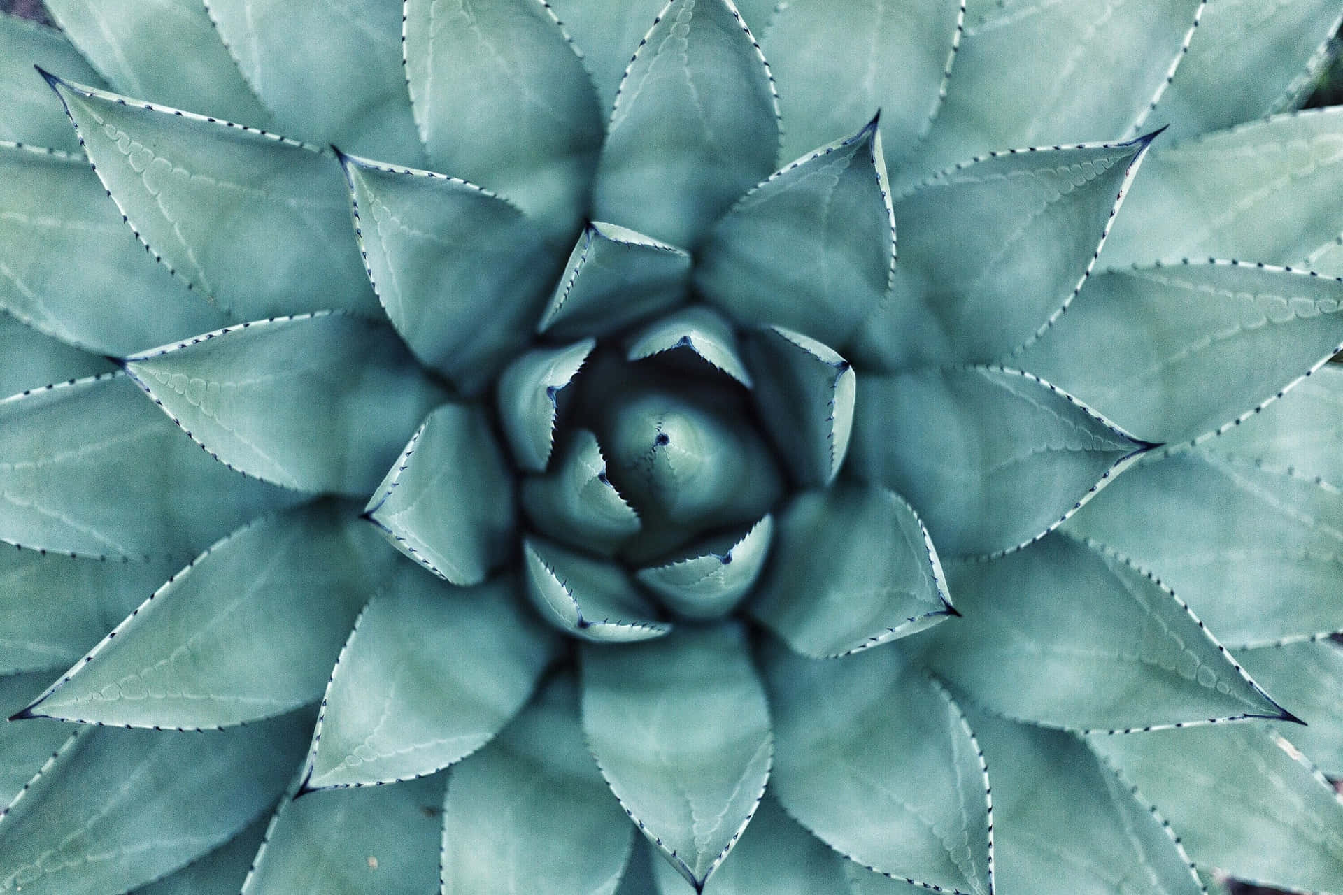 Captivating Cute Aesthetic Plant With Tiny Pink Petals That Gently Curling Around Its Stem. Background