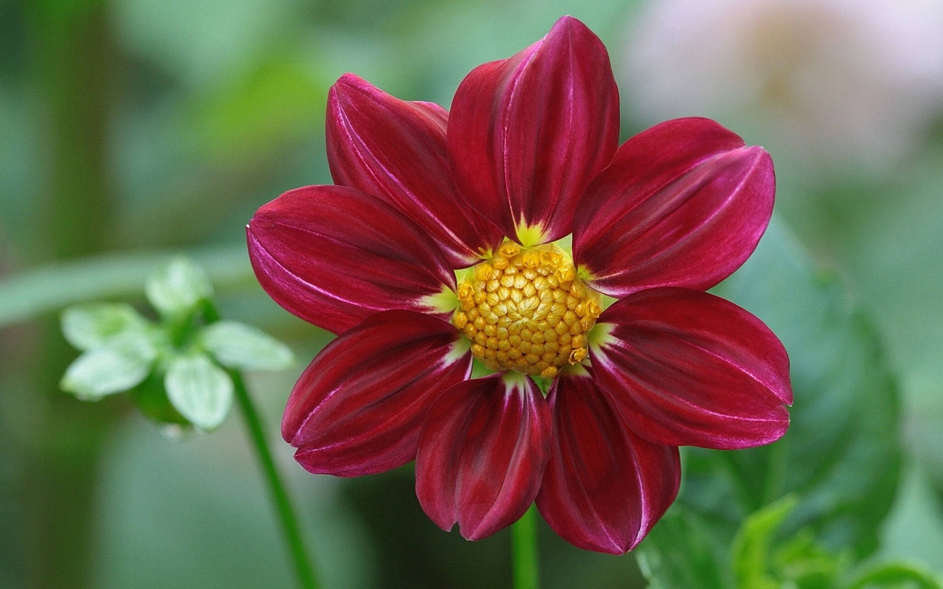 Captivating Dahlia In Full Bloom Background
