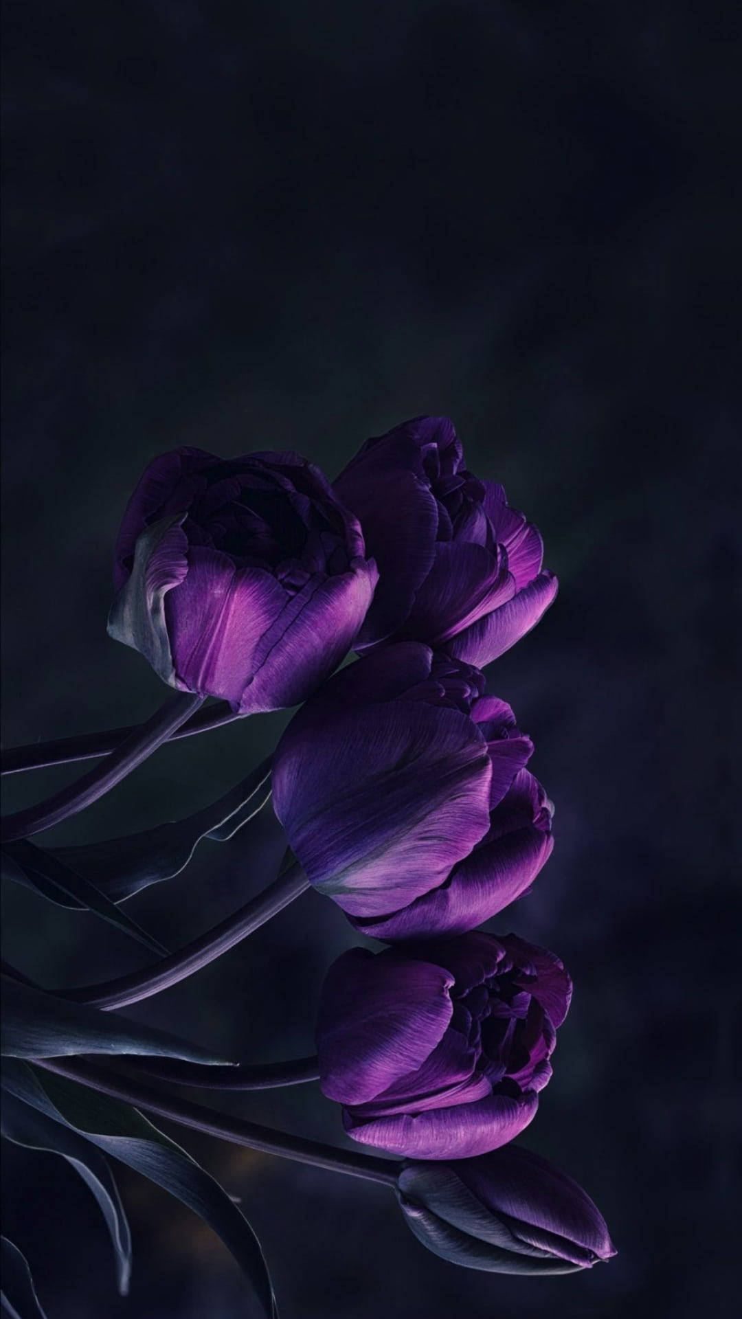 Captivating Dark Purple Iphone Wallpaper With Tulips Background