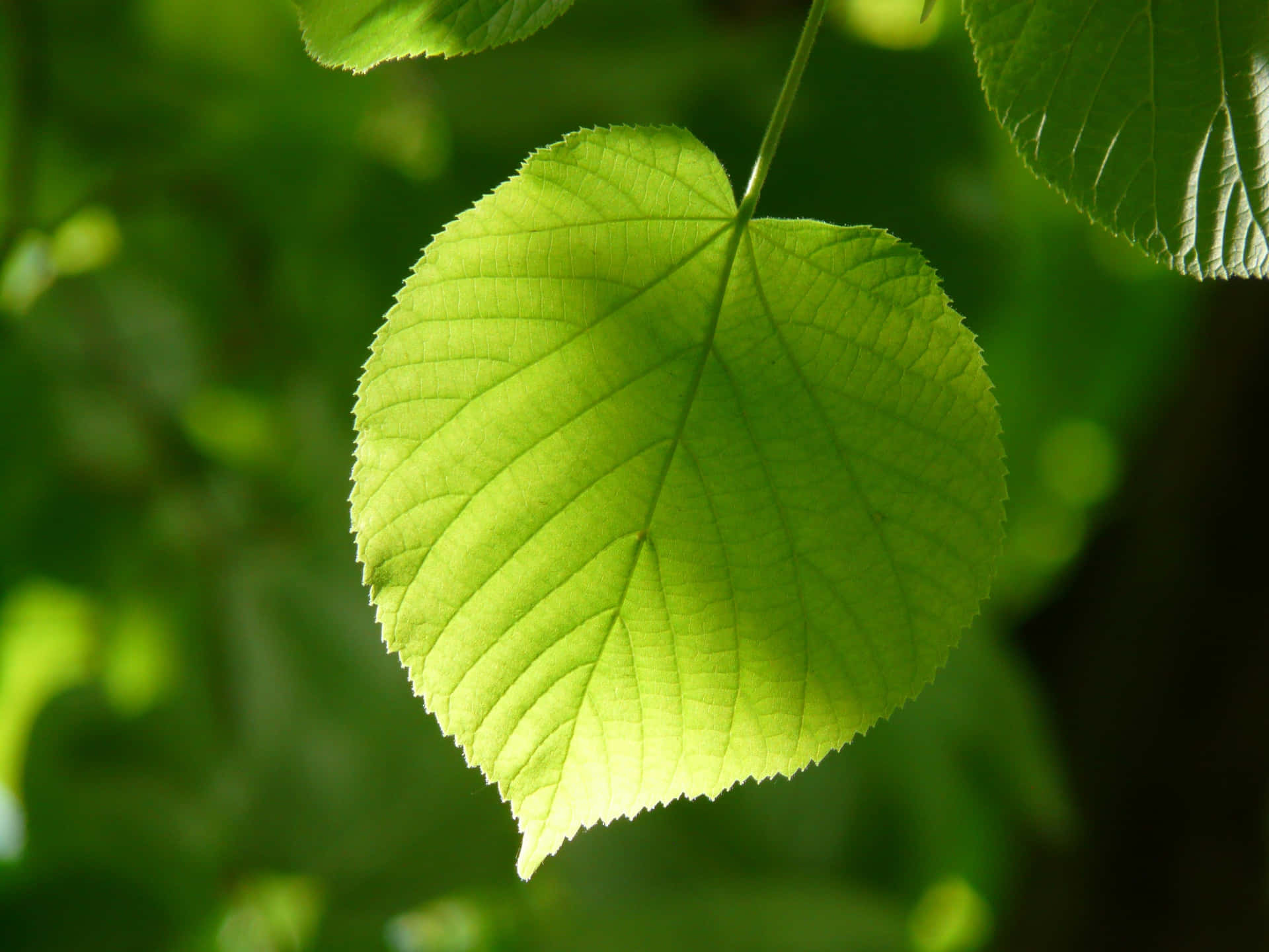 Captivating Dew Drops On Fresh Green Leaf Background