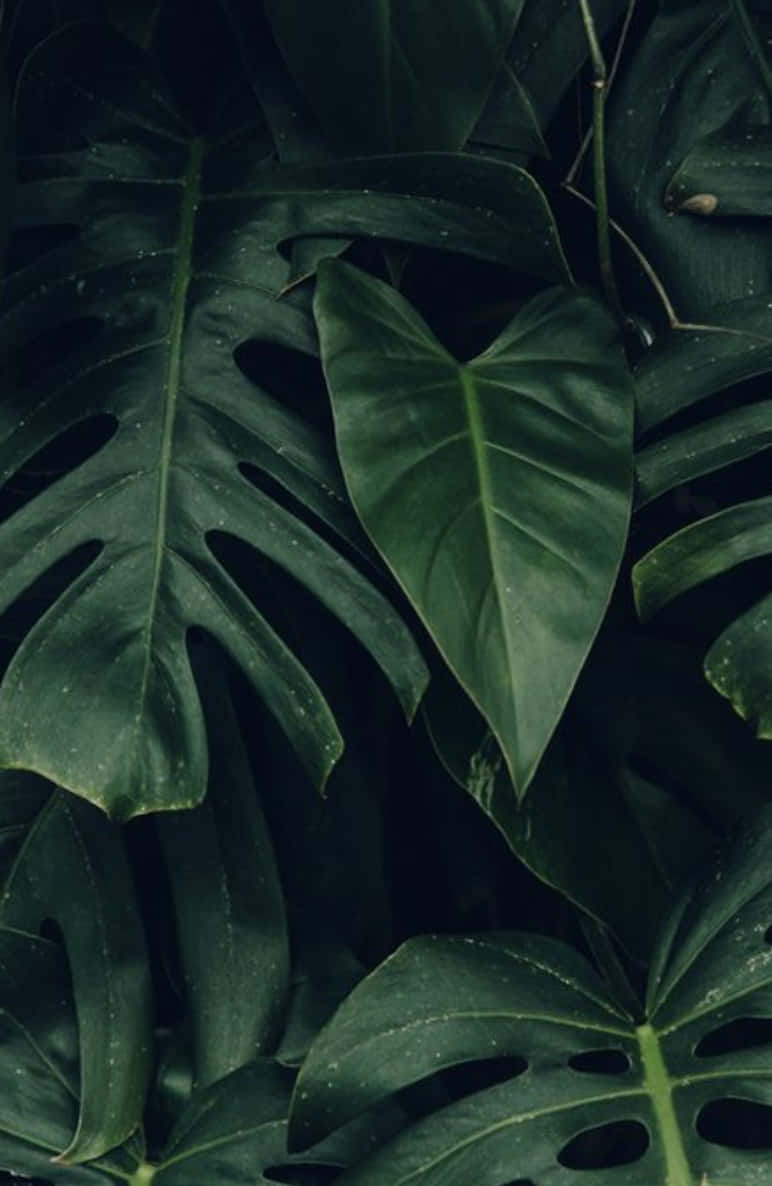 Captivating Display Of Tropical Plants